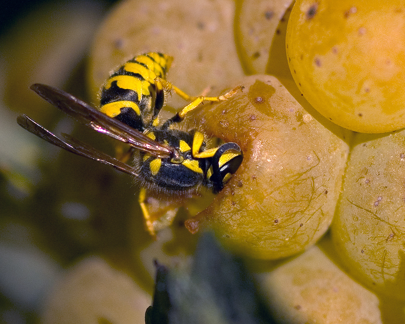 Wasp, CA Winery