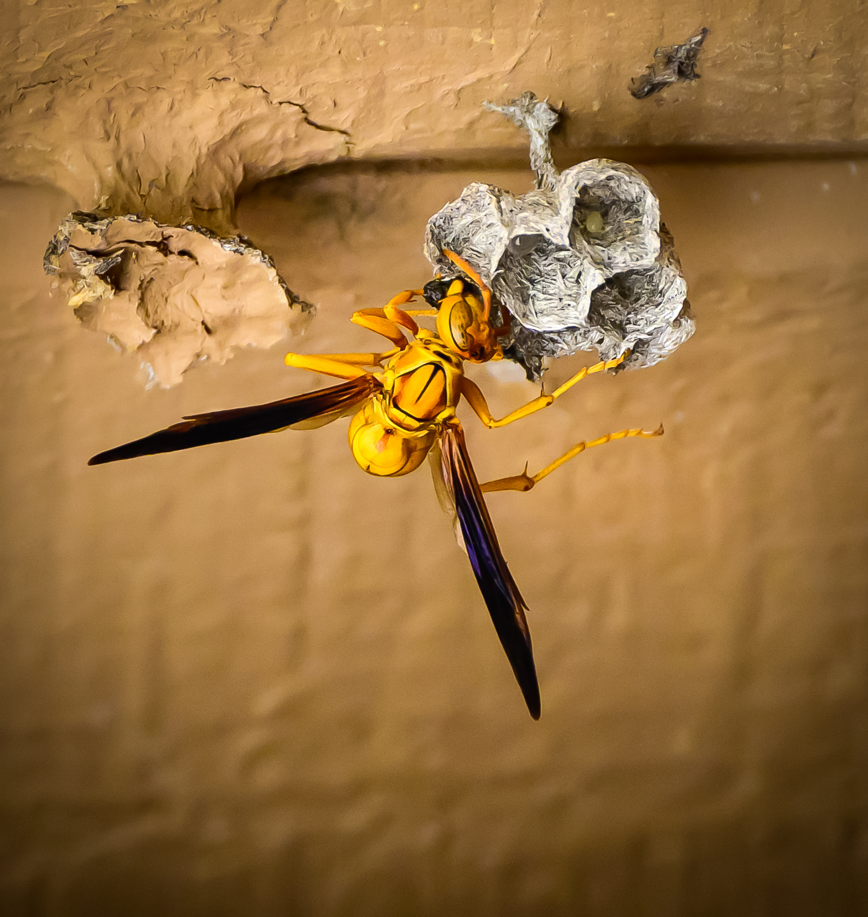 Paper Wasp, AZ