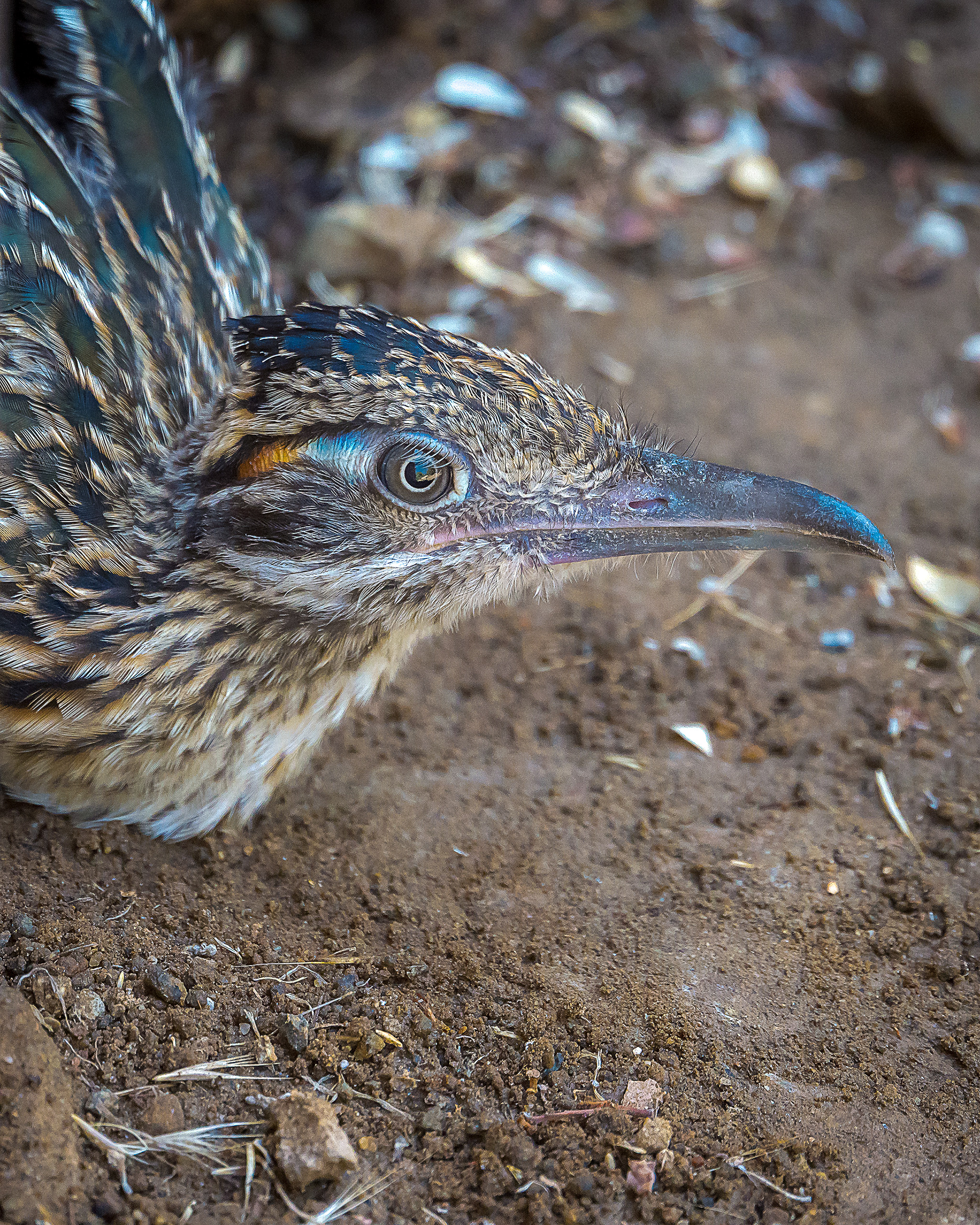 Roadrunner