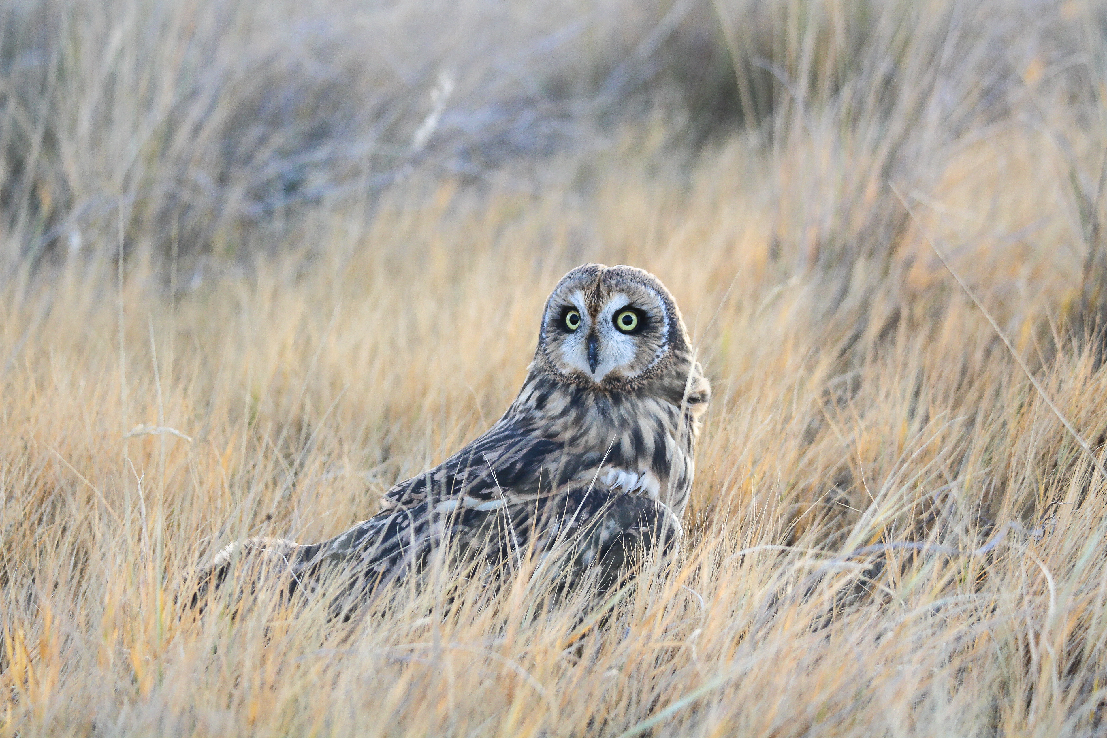 Owl