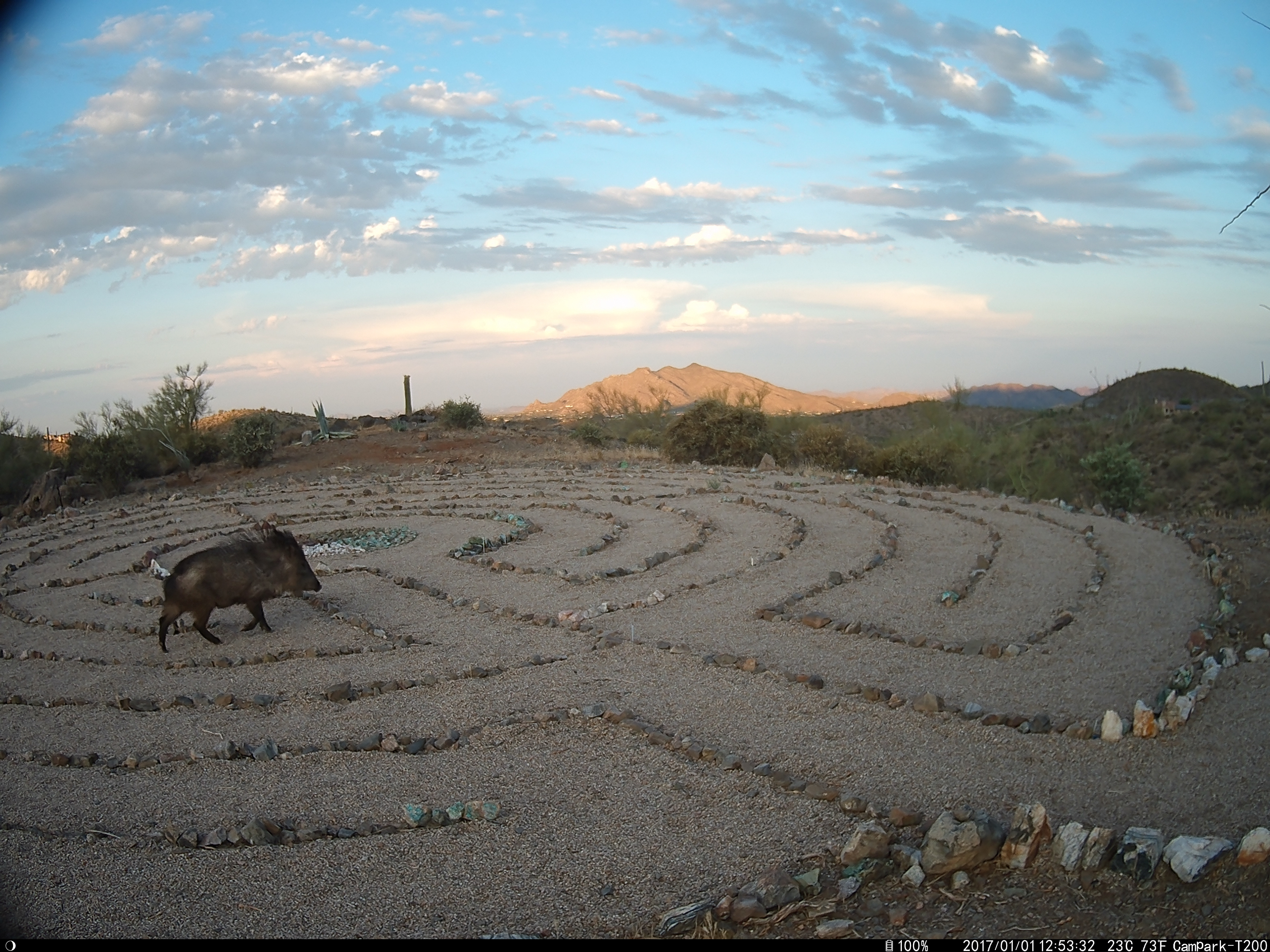 Javalina
