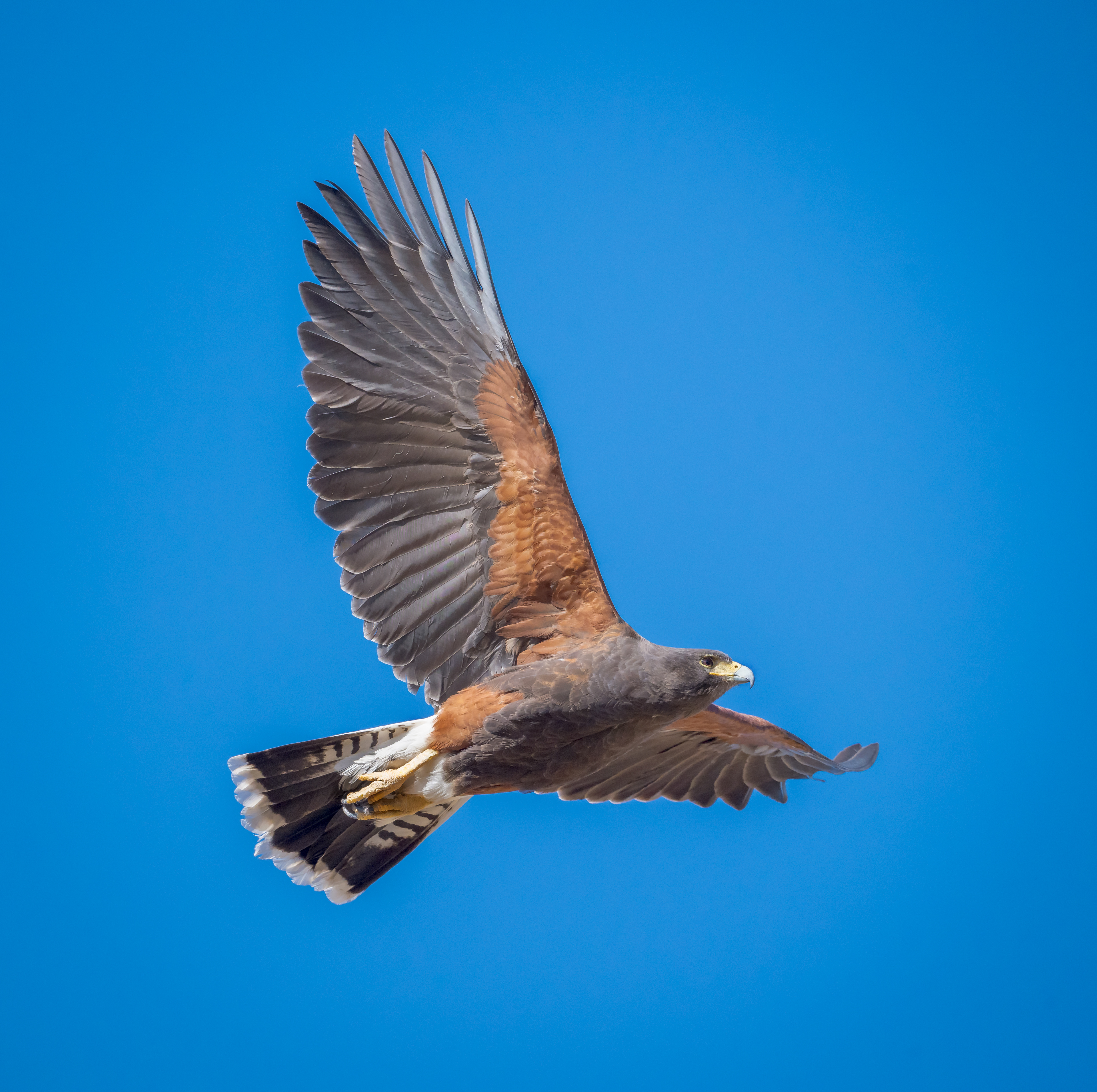 Harris Hawk