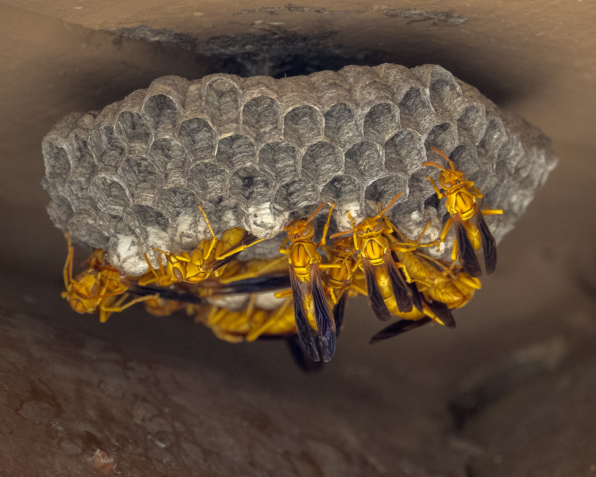 Paper Wasp