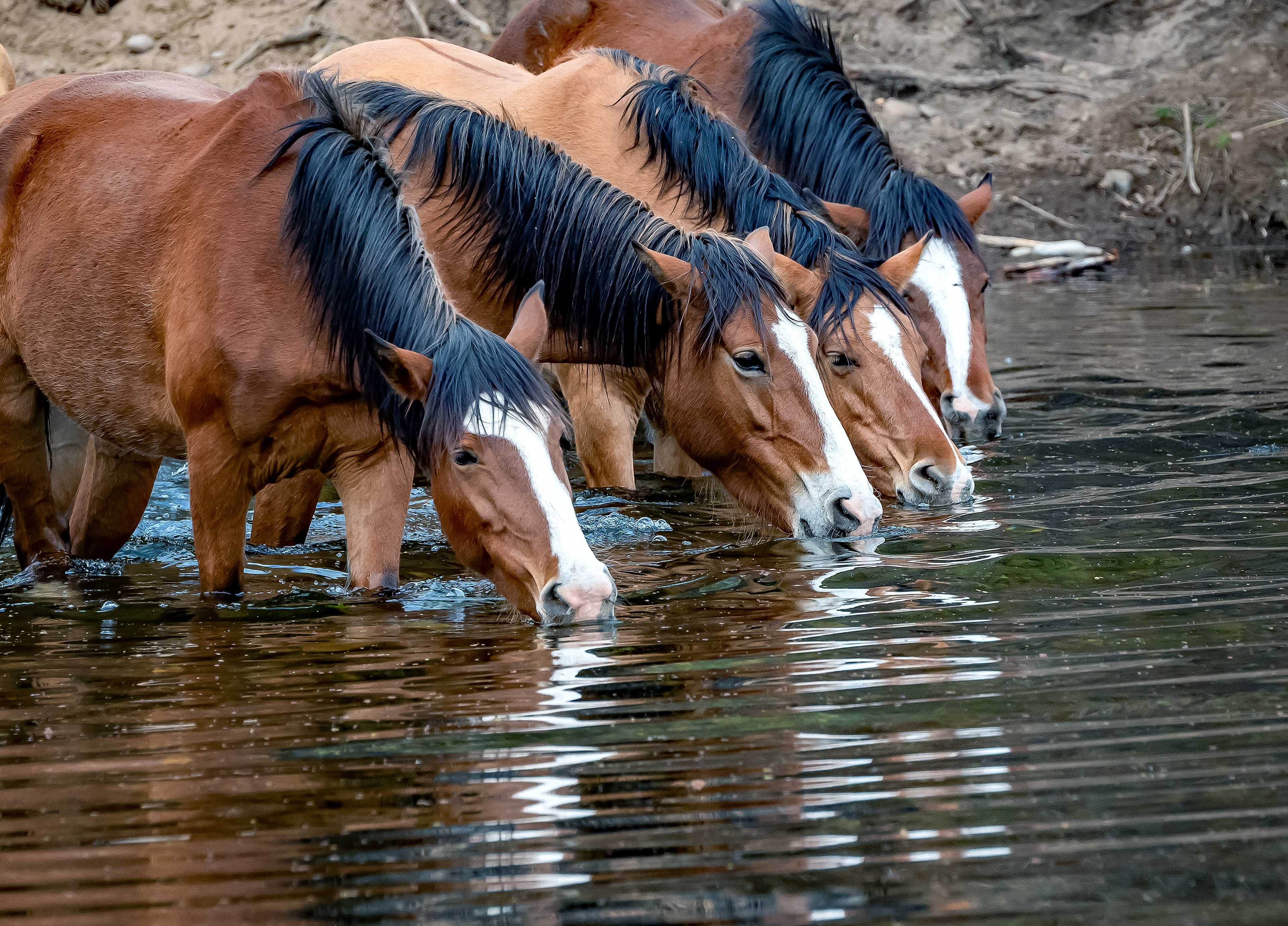 SALT River Wild Horses