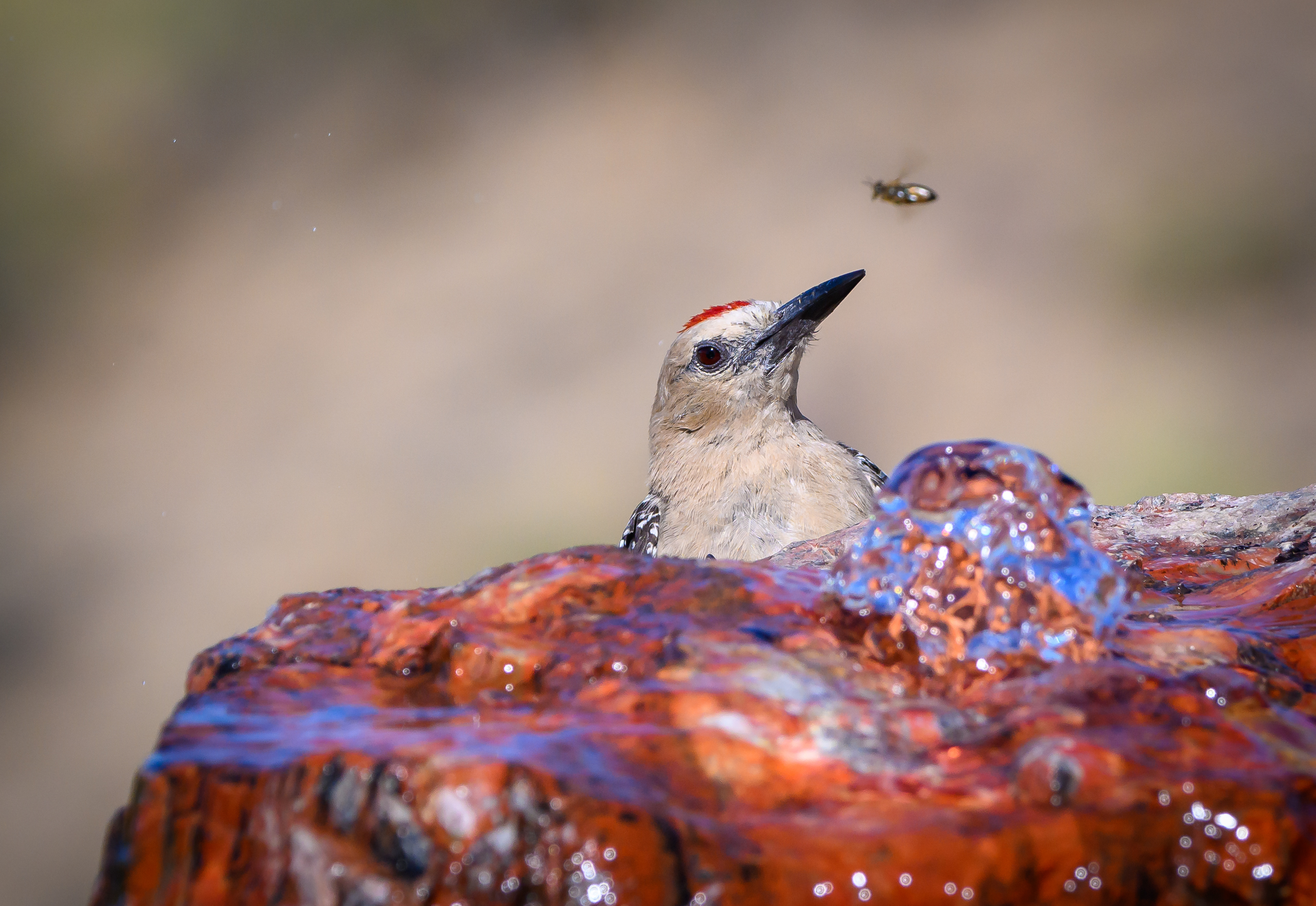 Flicker