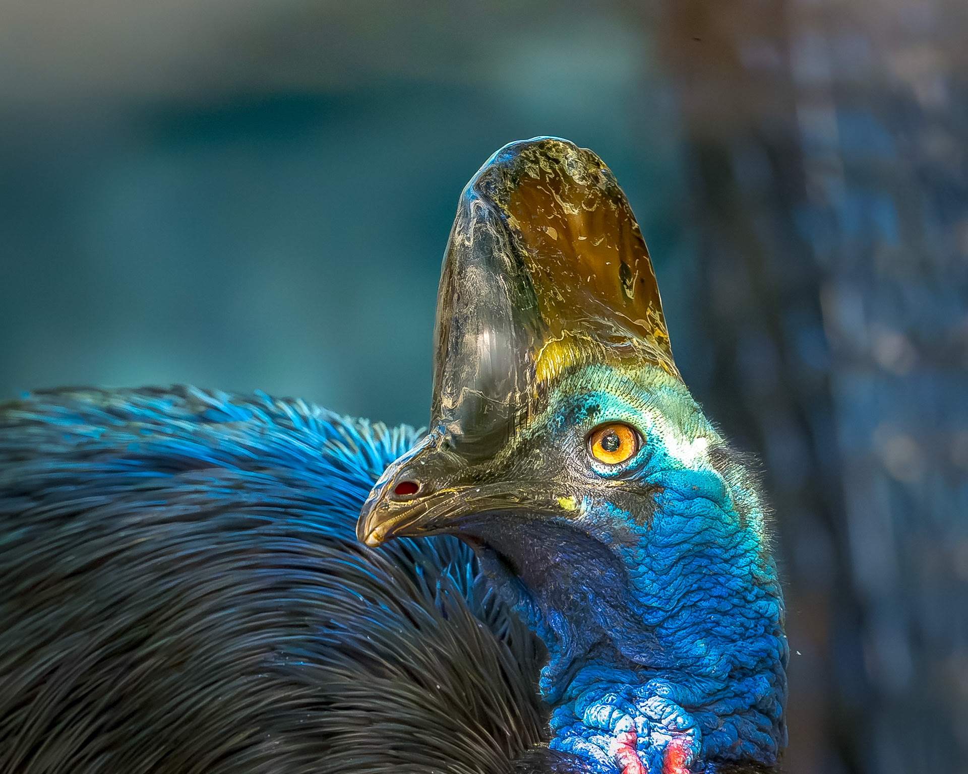 Cassowary