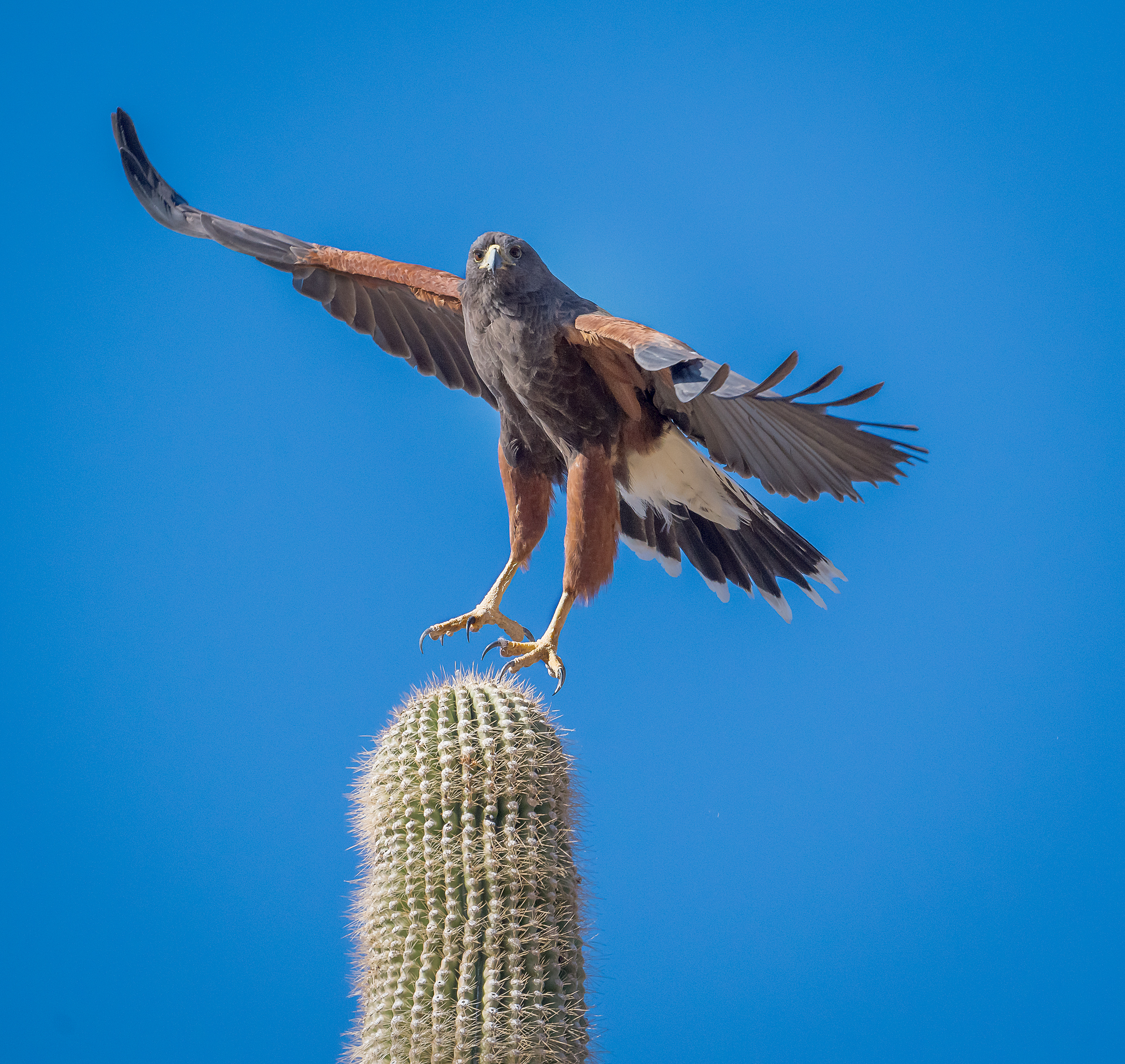 Harris Hawk
