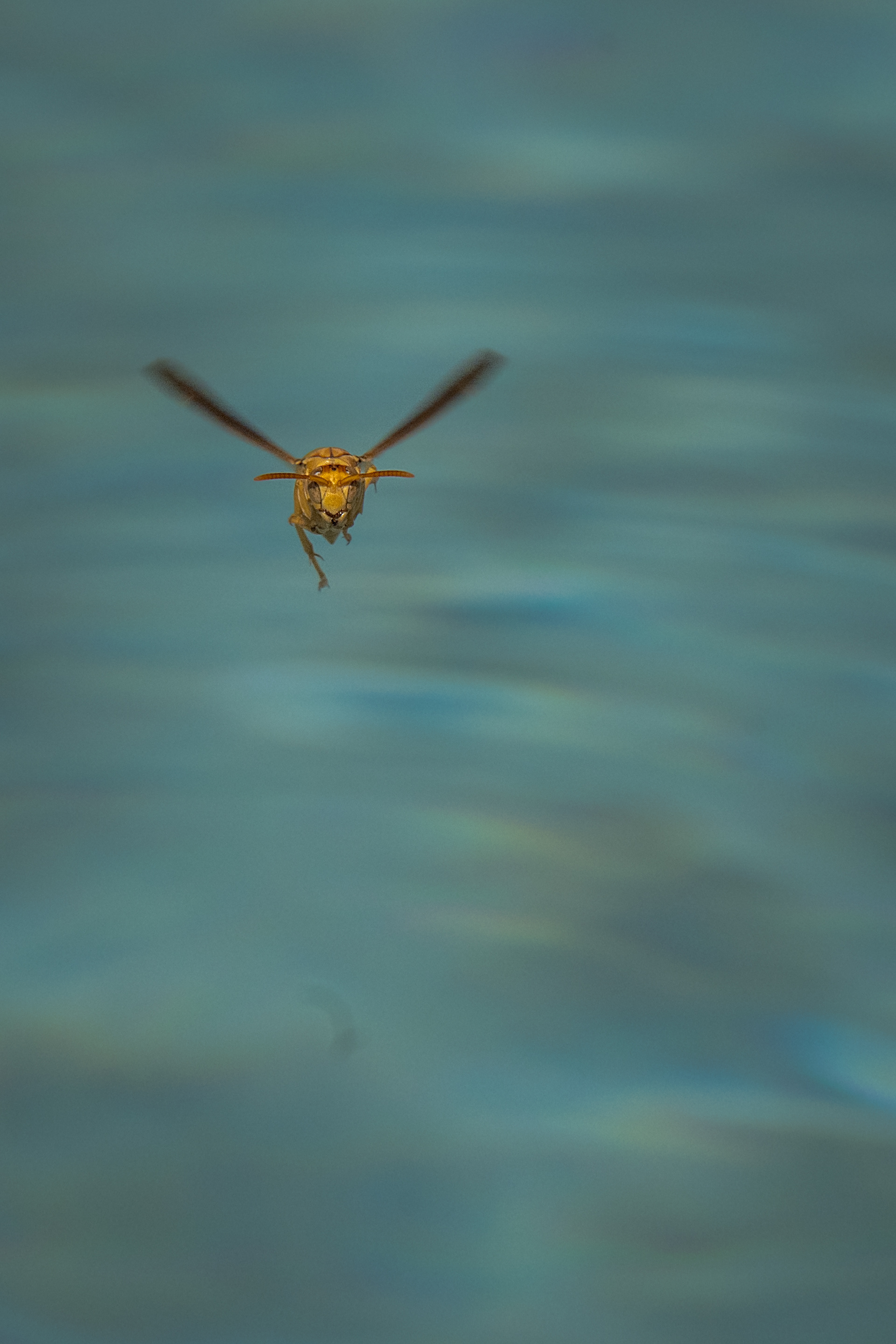 Paper Wasp