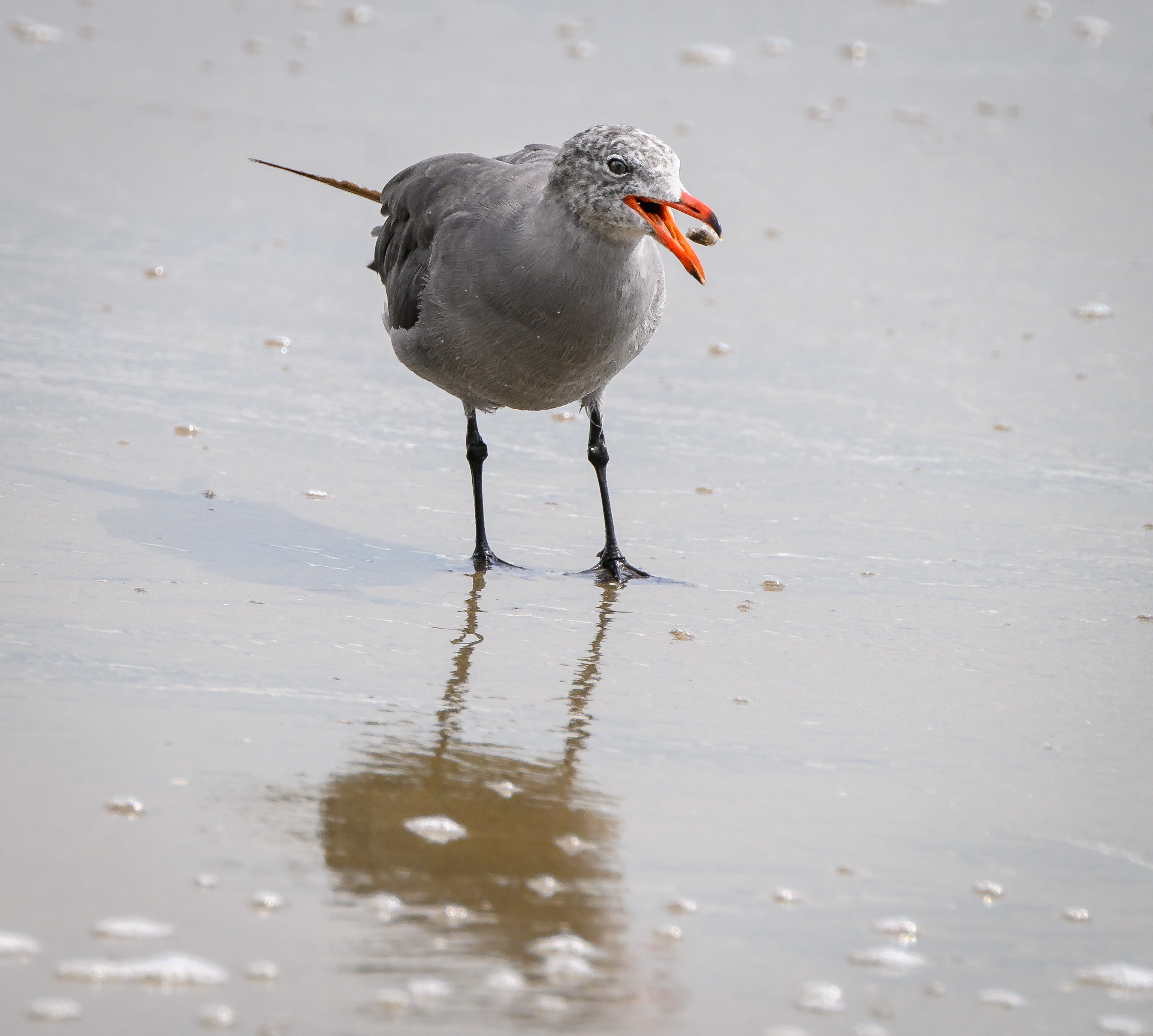Gull