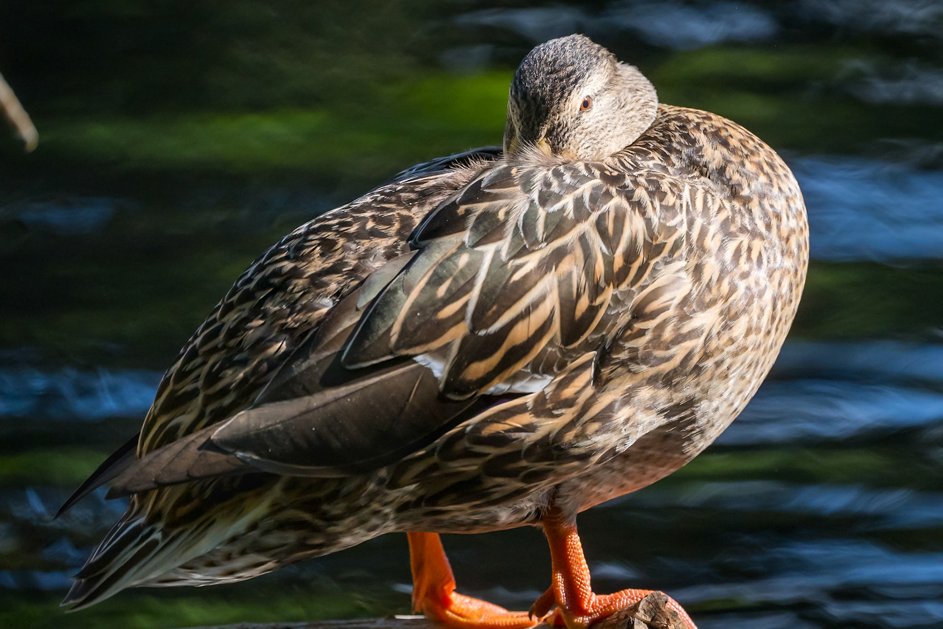 Just a Duck