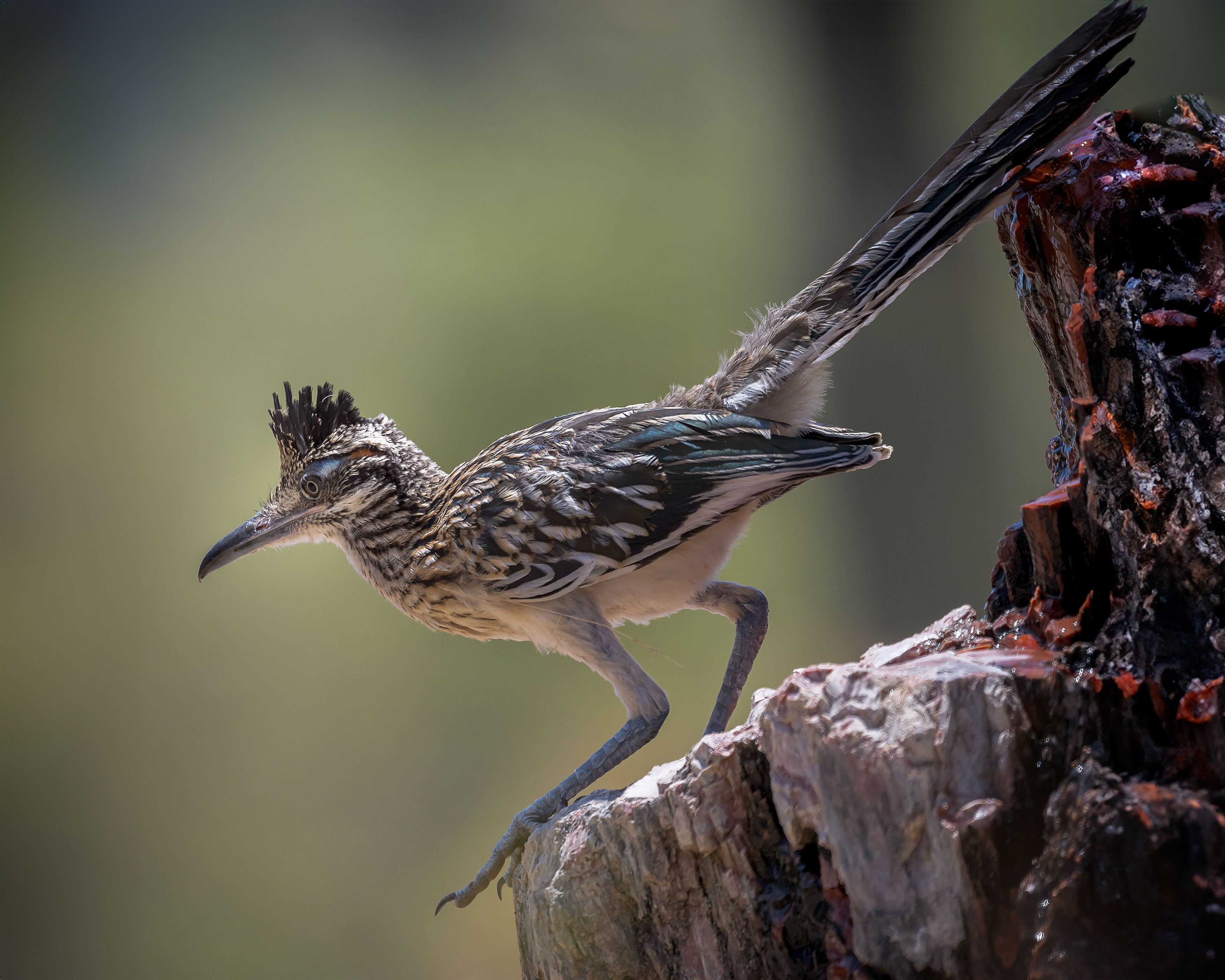 Roadrunner