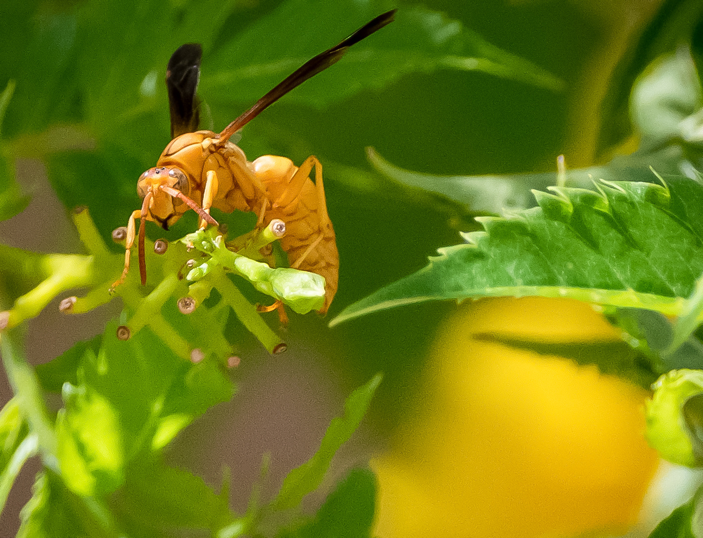 Paper Wasp, AZ
