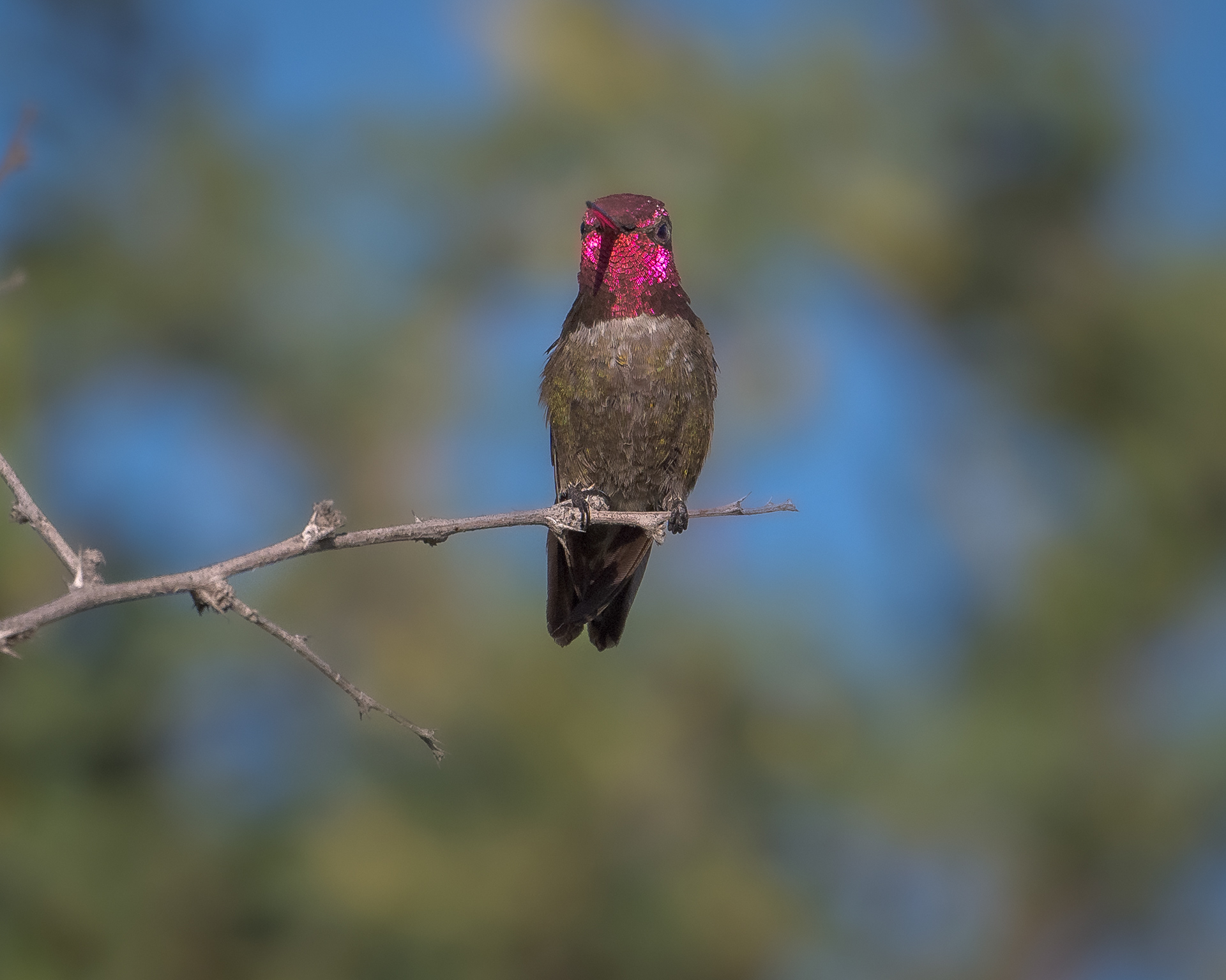 Hummer
