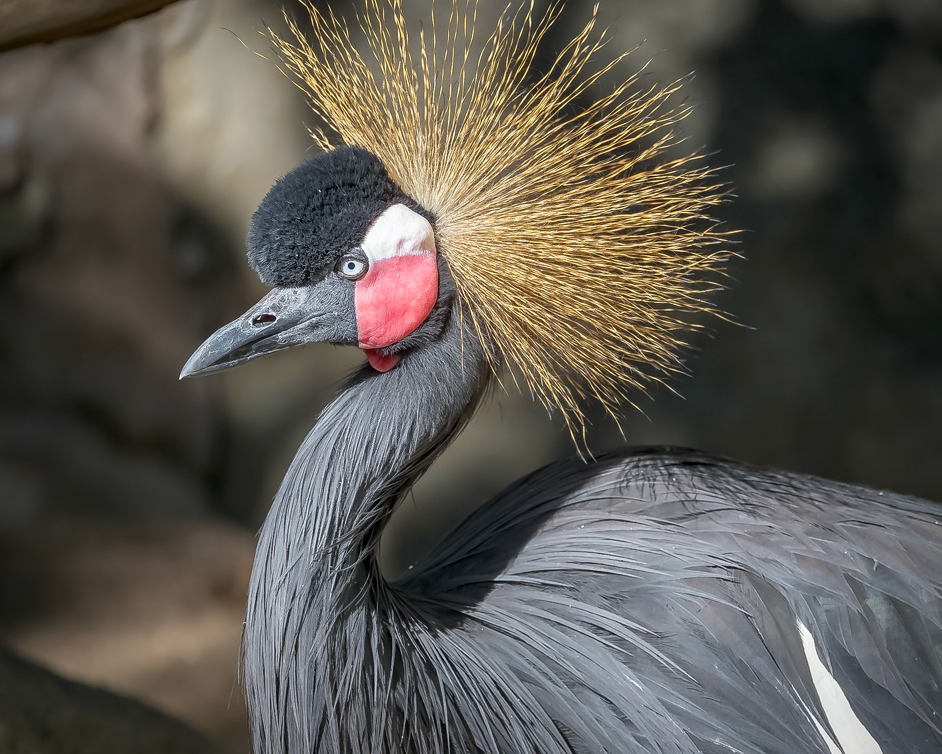 Black Crowned Crane