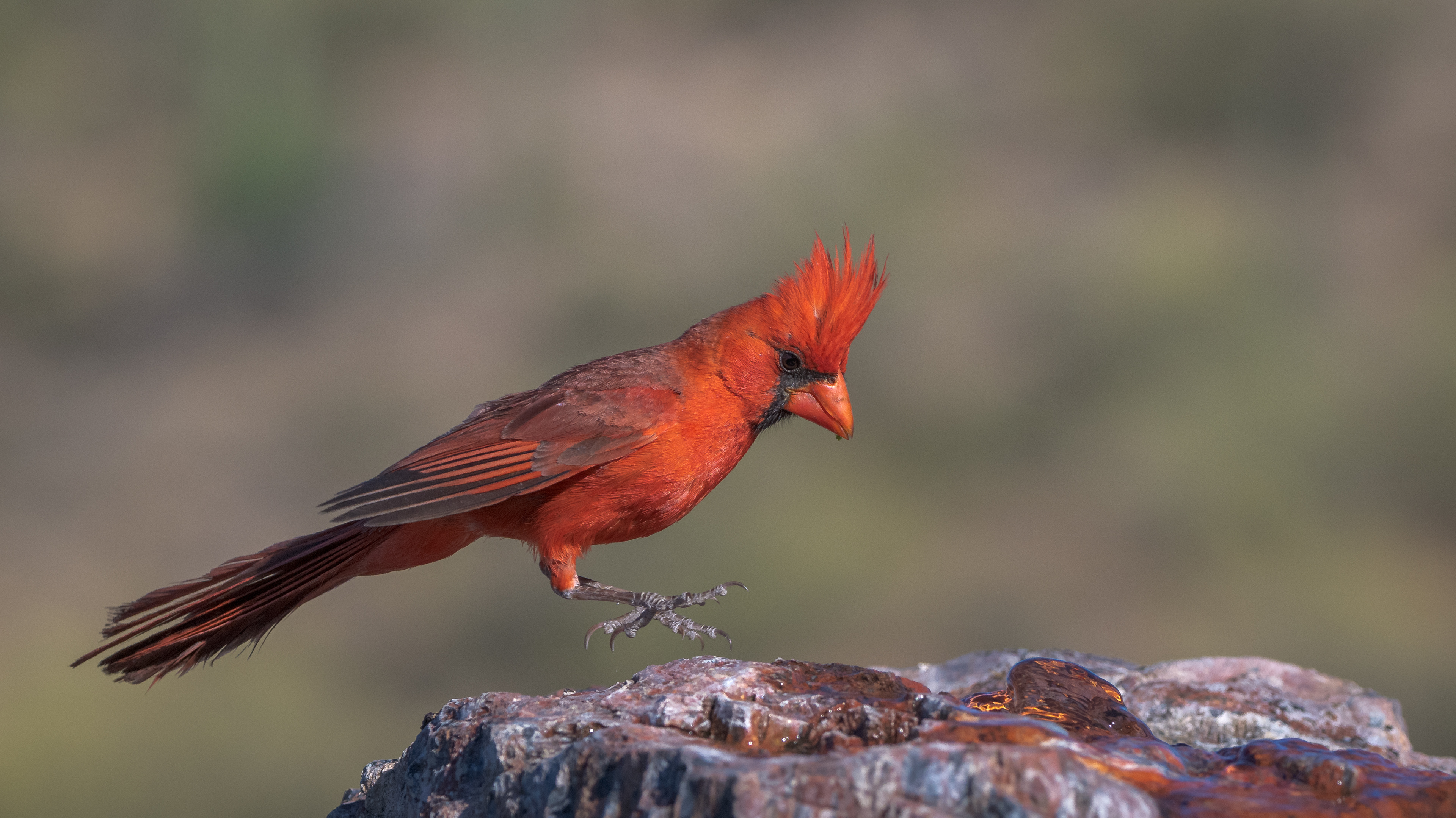 Cardinal