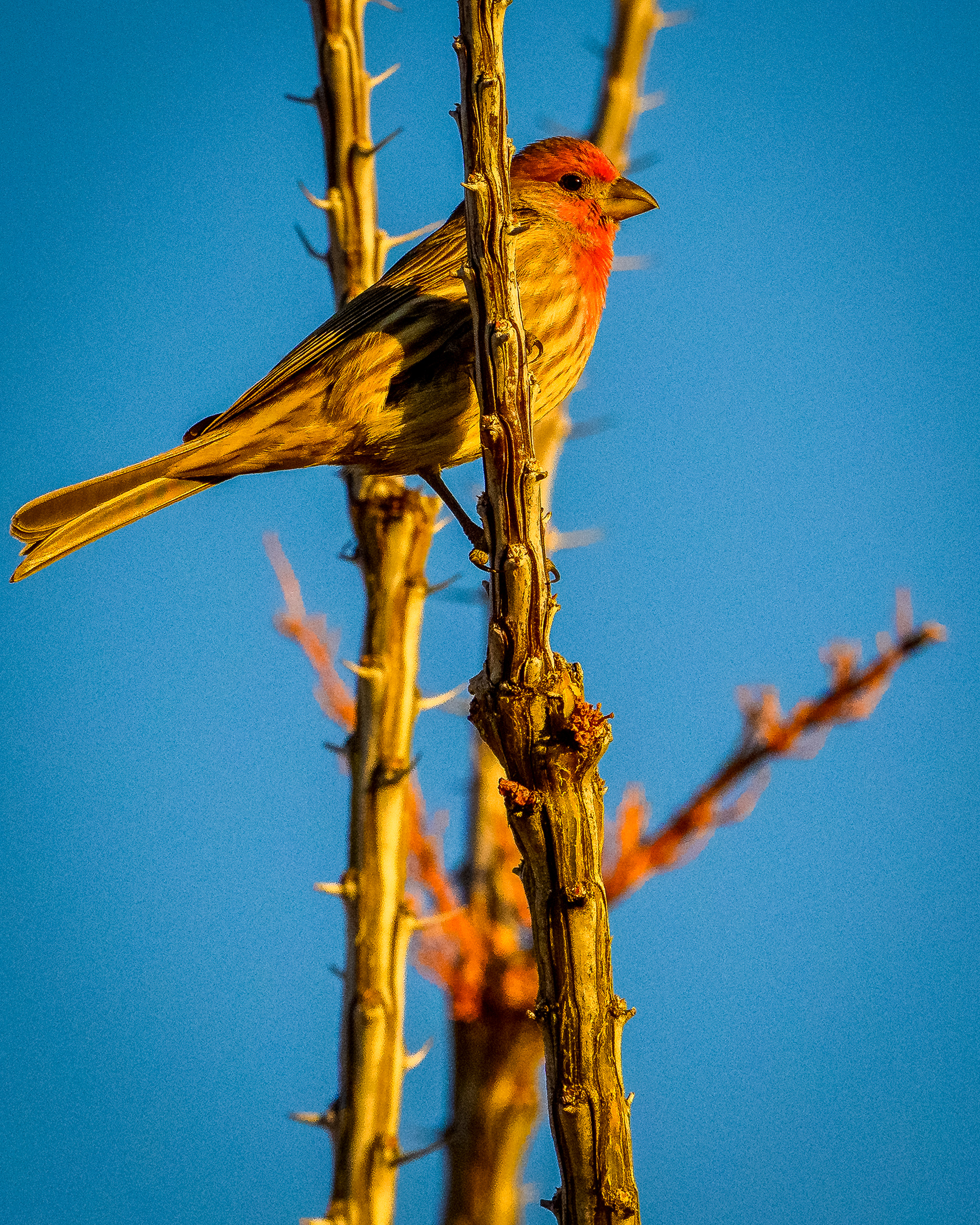 House Finch