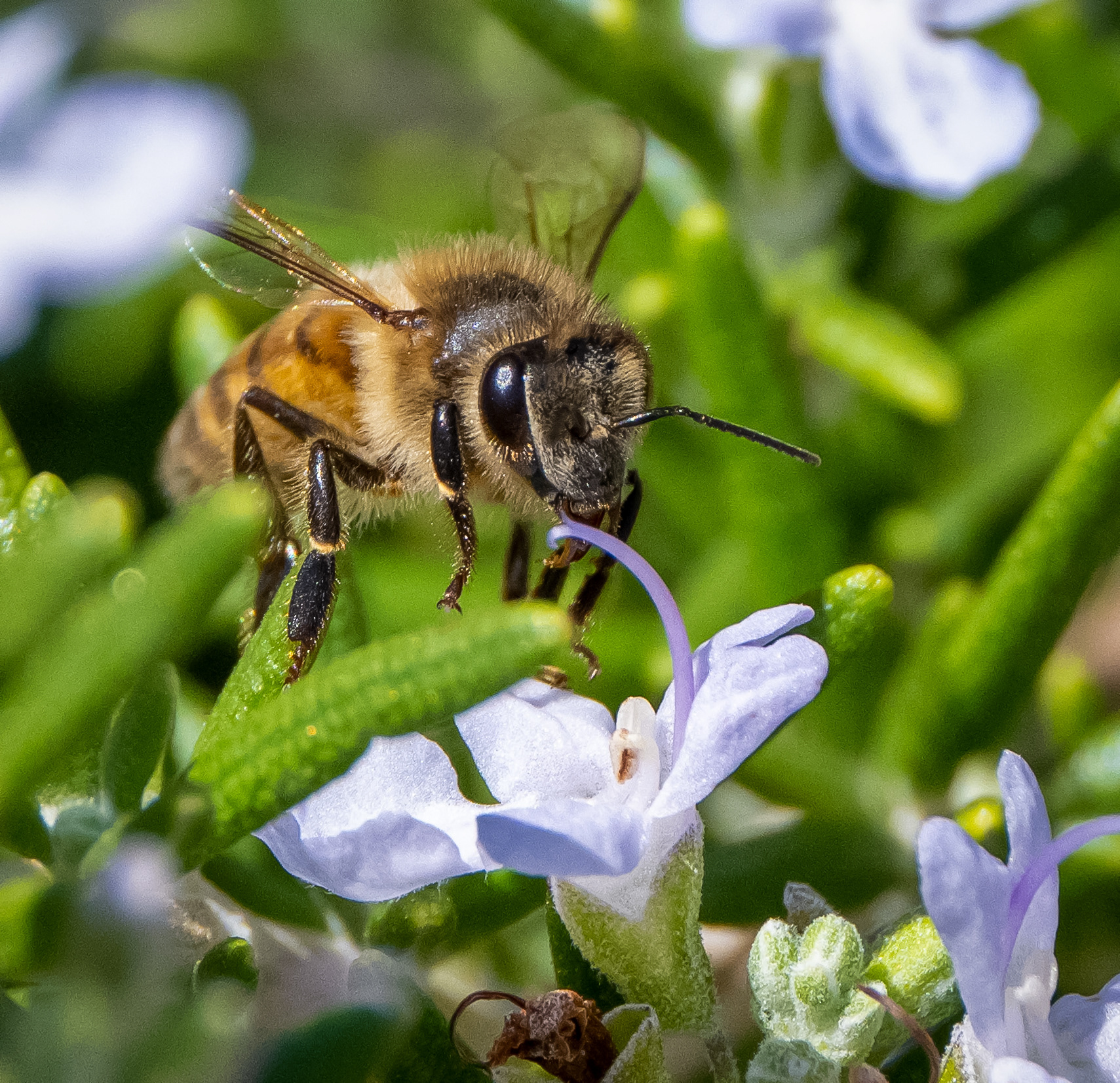 Honey Bee, CA