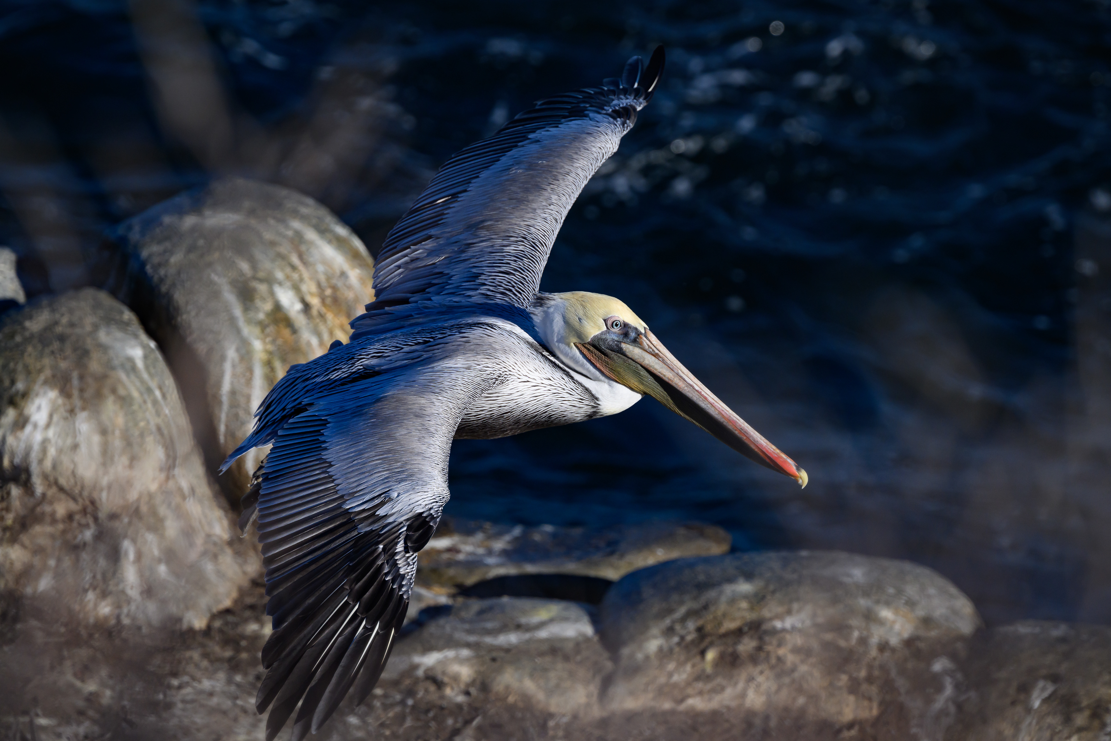 Pelican