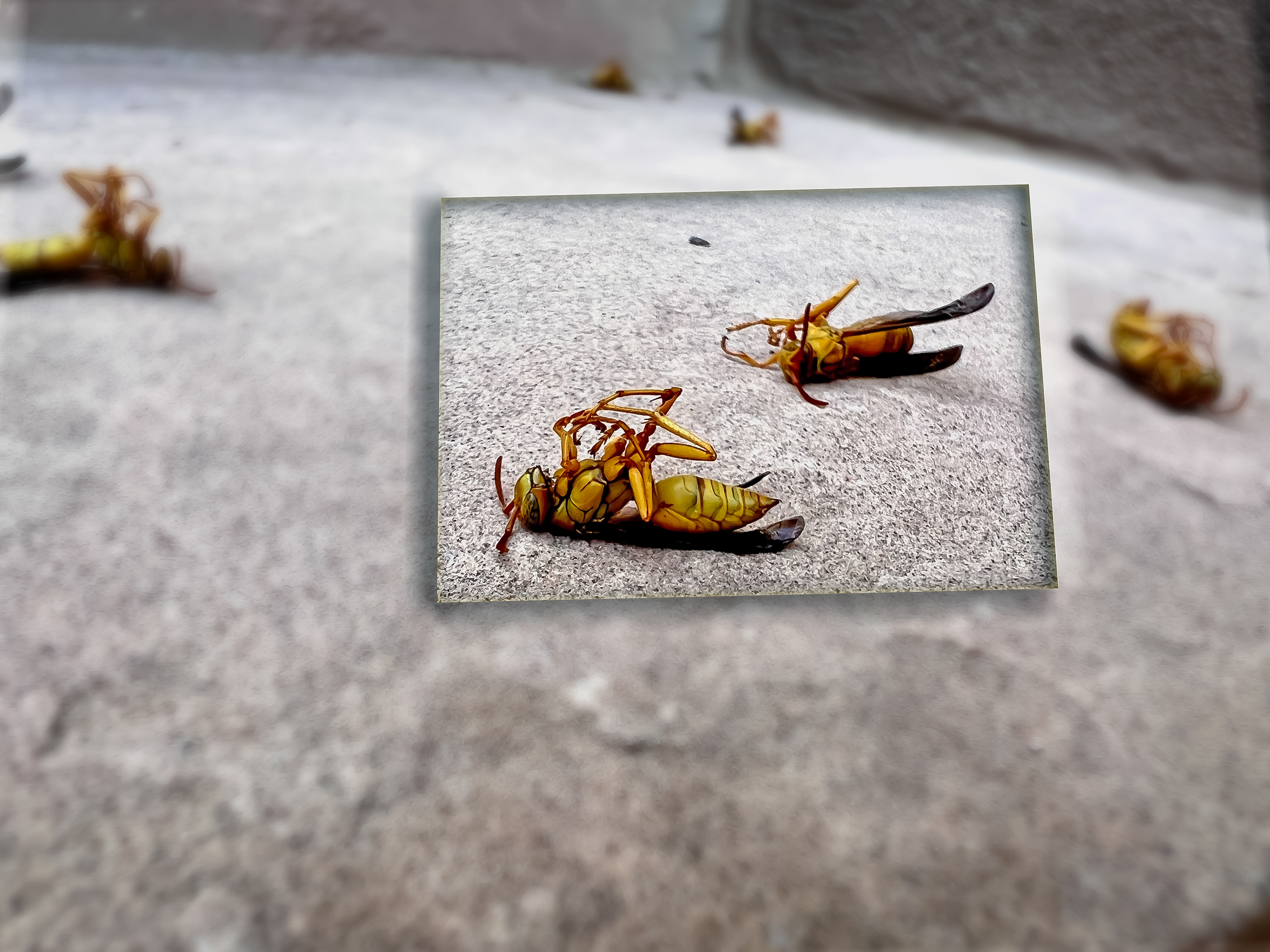 Paper Wasp, AZ