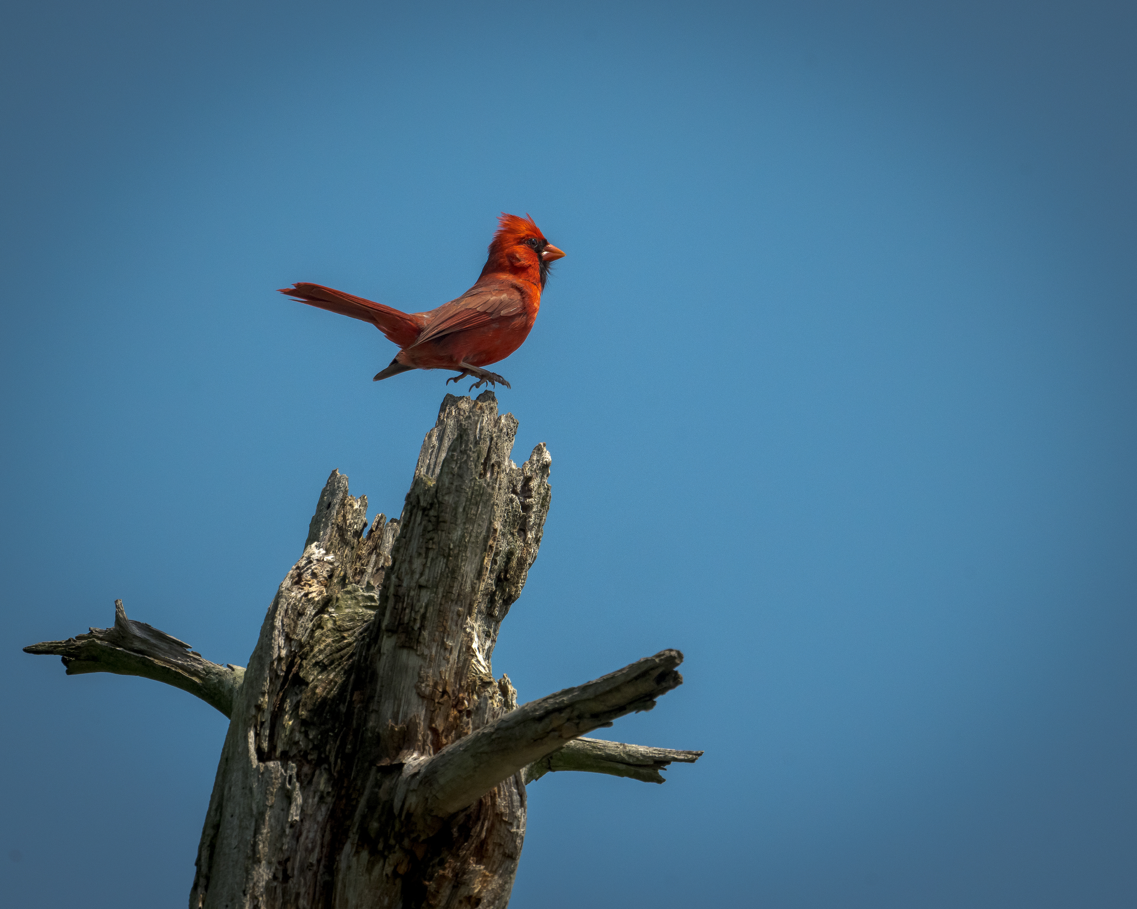Levitating Indiana Cardinal
