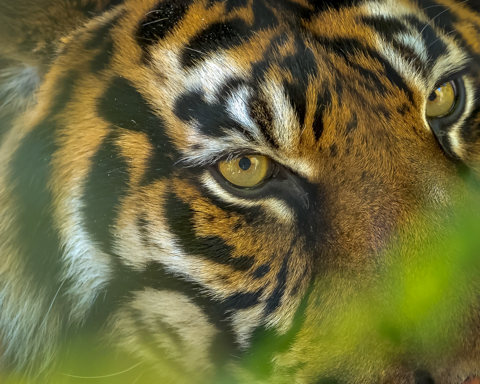 Sumatran Tiger