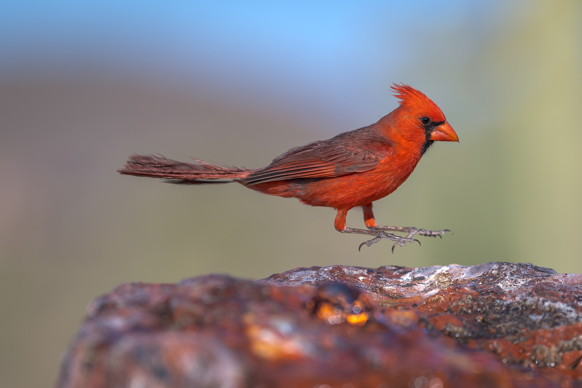 Hopping Cardinal