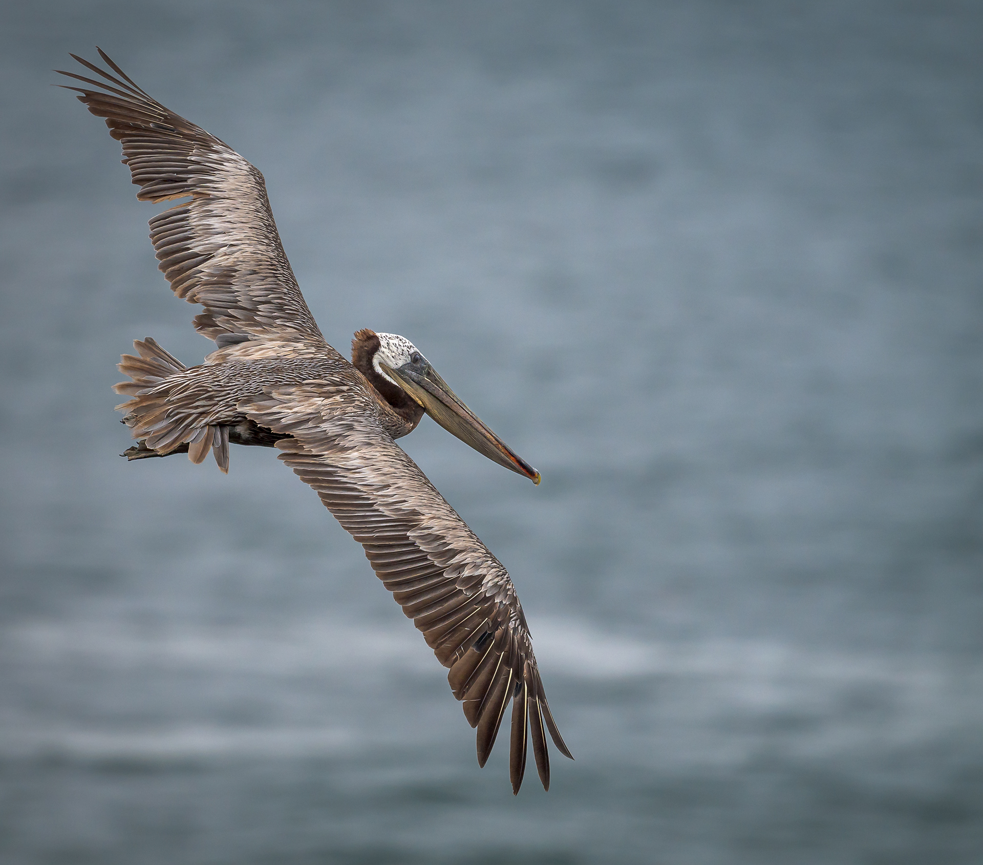Pelican