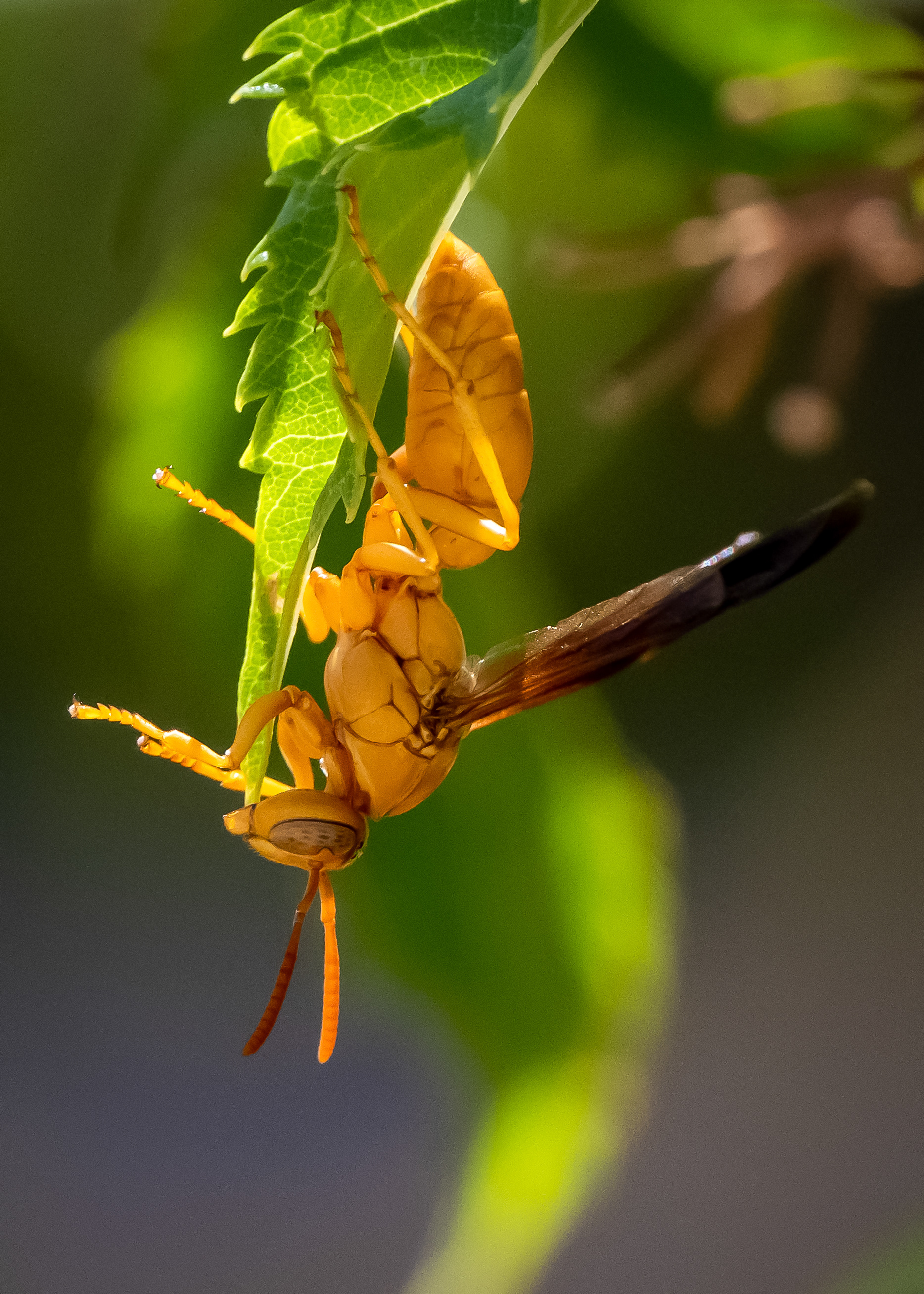 Paper Wasp, AZ