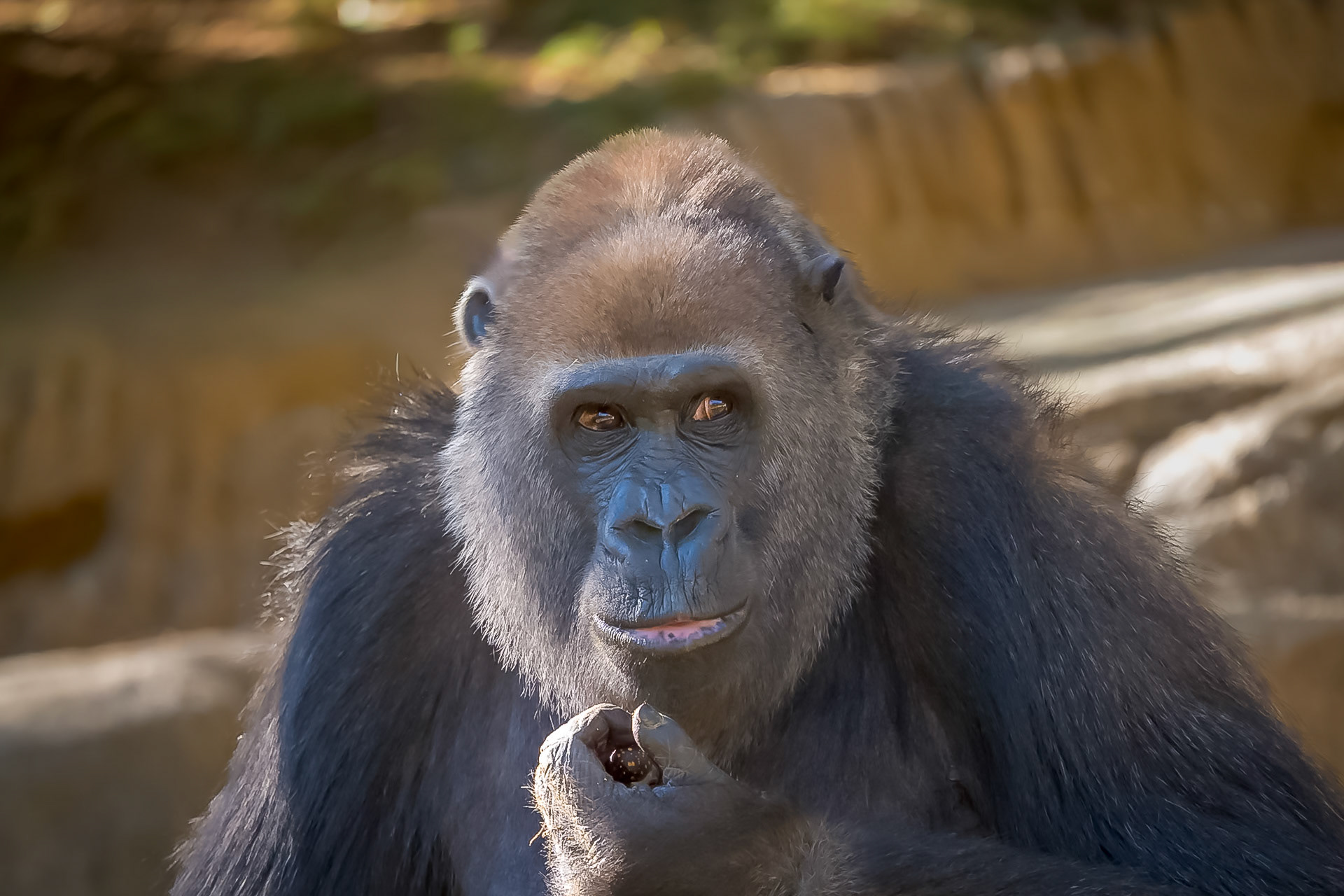 Silverback Gorilla