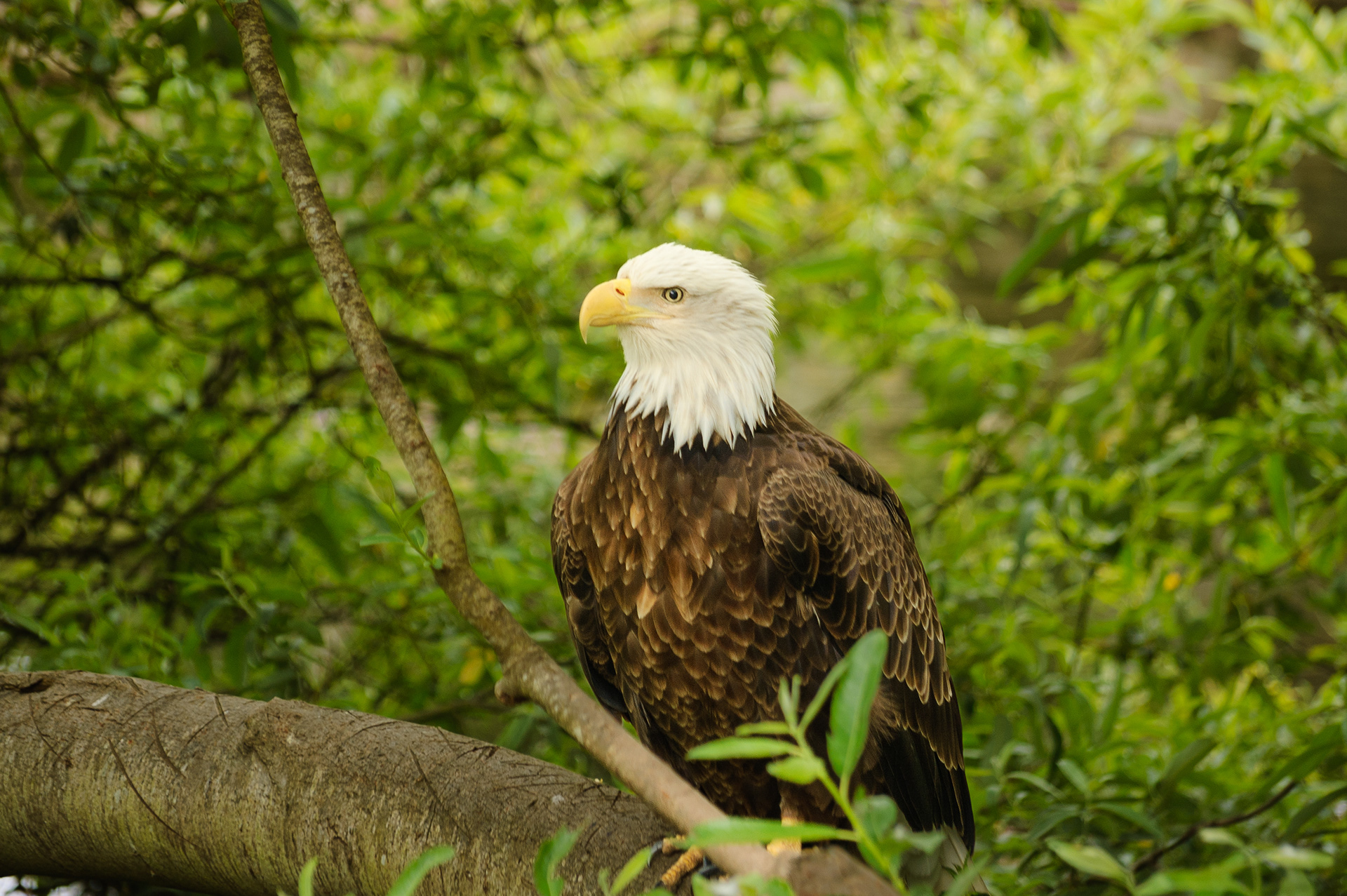 Bald Eagle