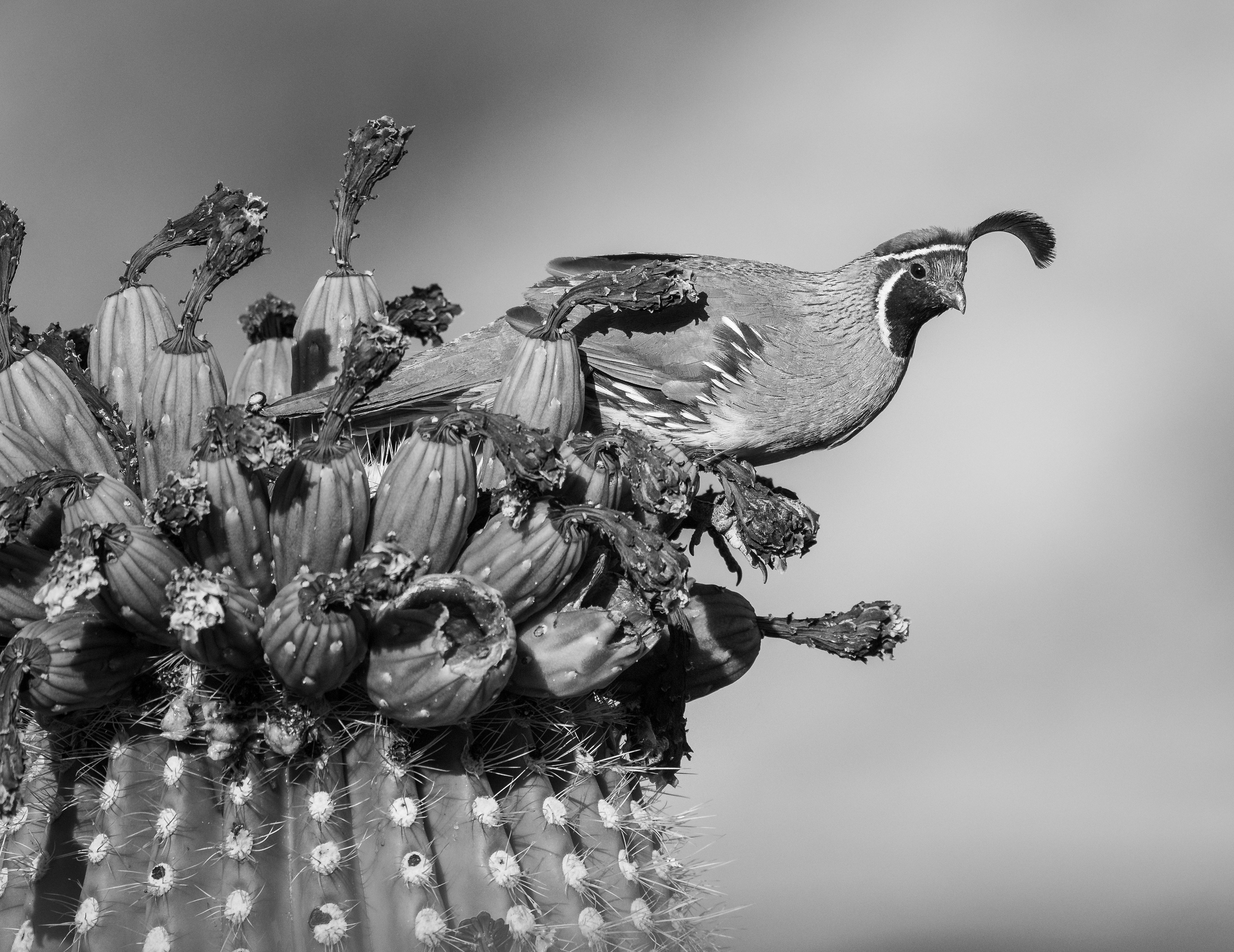 Quail