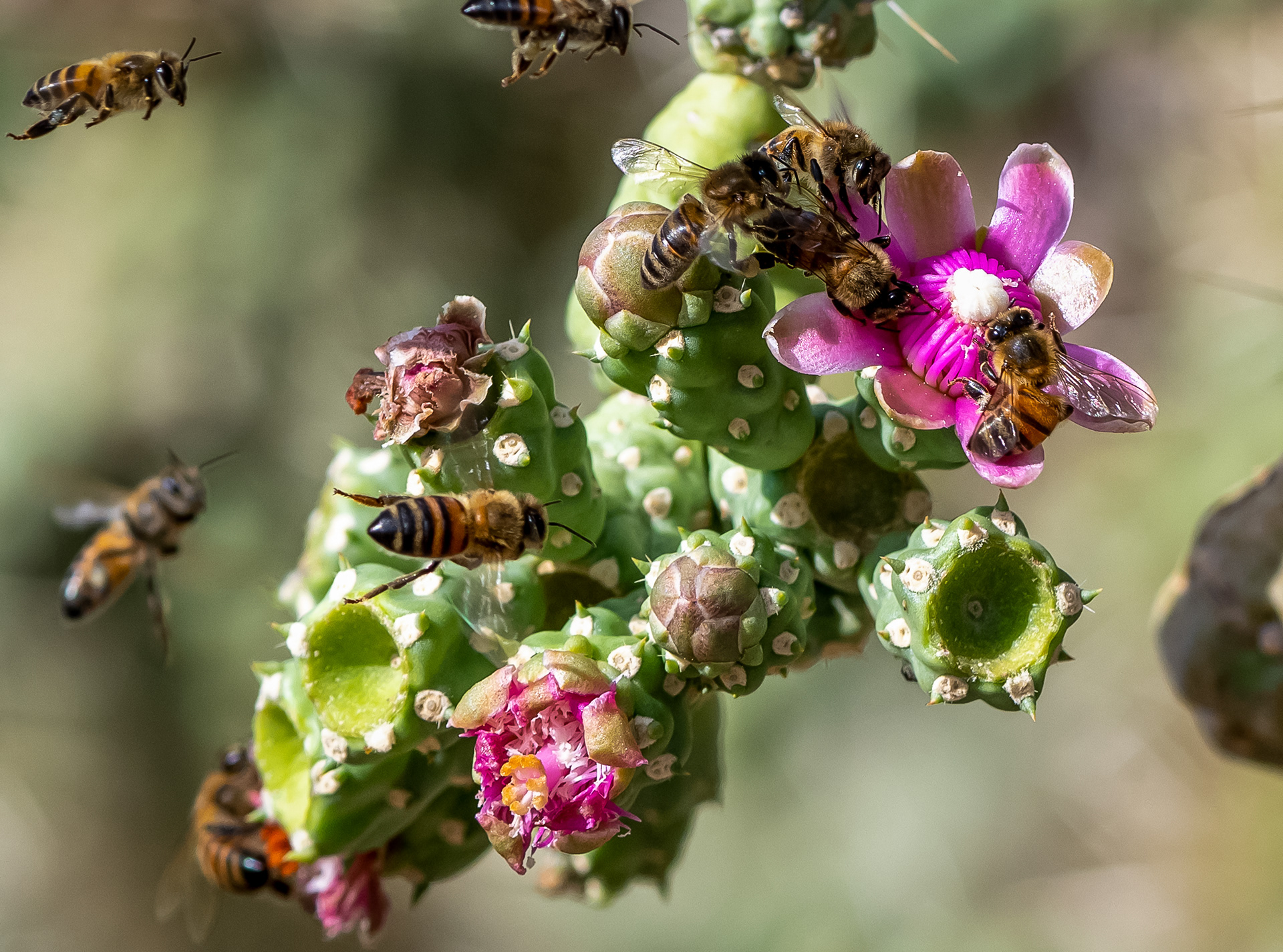 Honey Bee, AZ