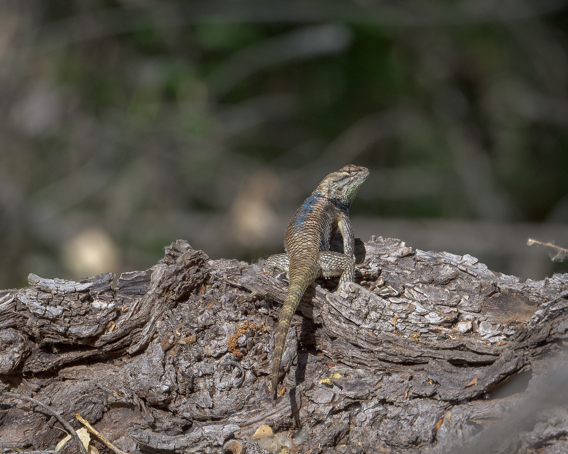 Desert Spiny Lizard