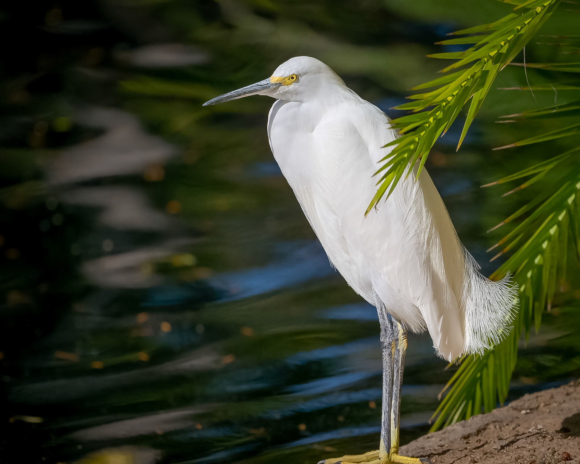 Egret