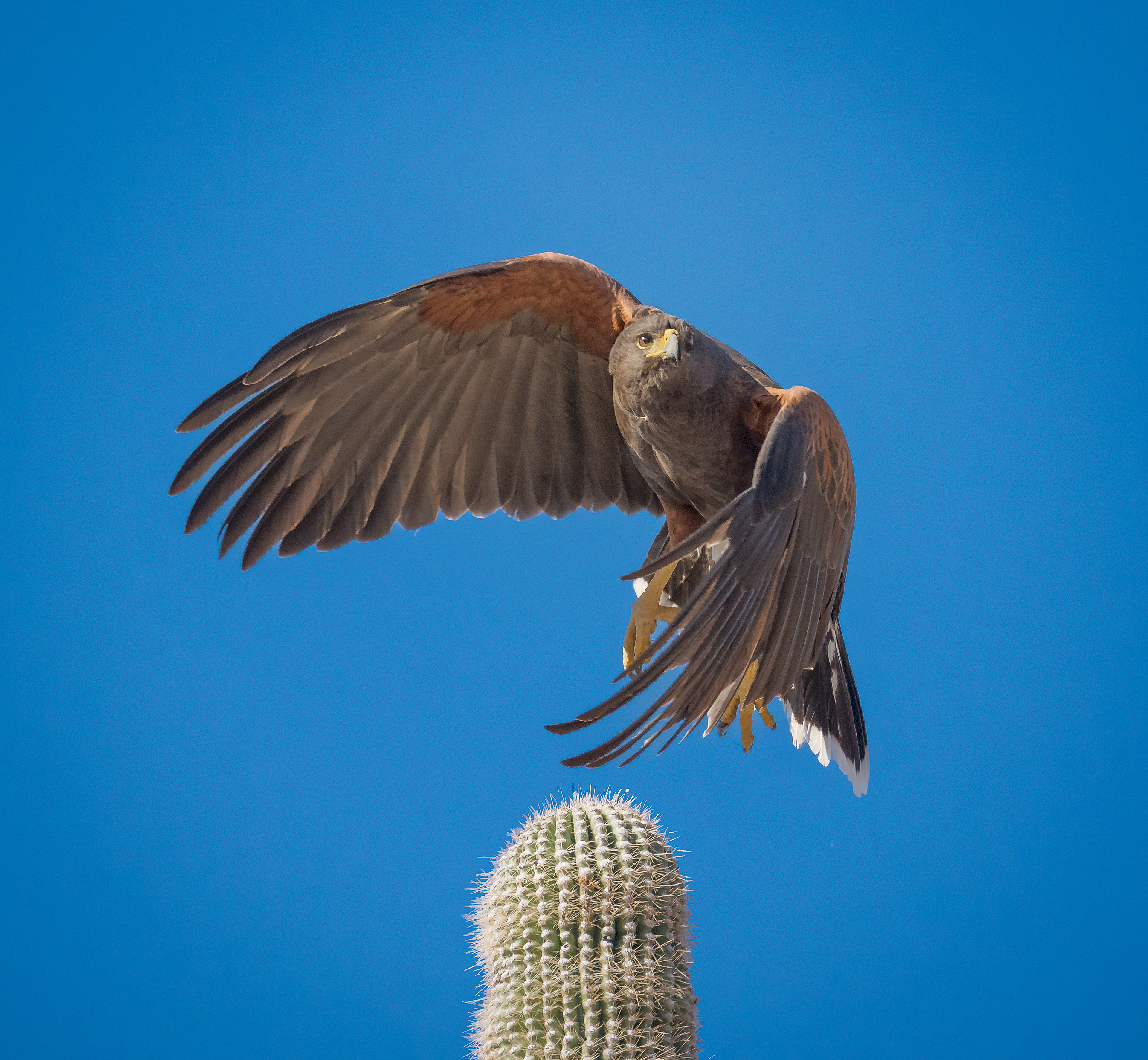 Harris Hawk