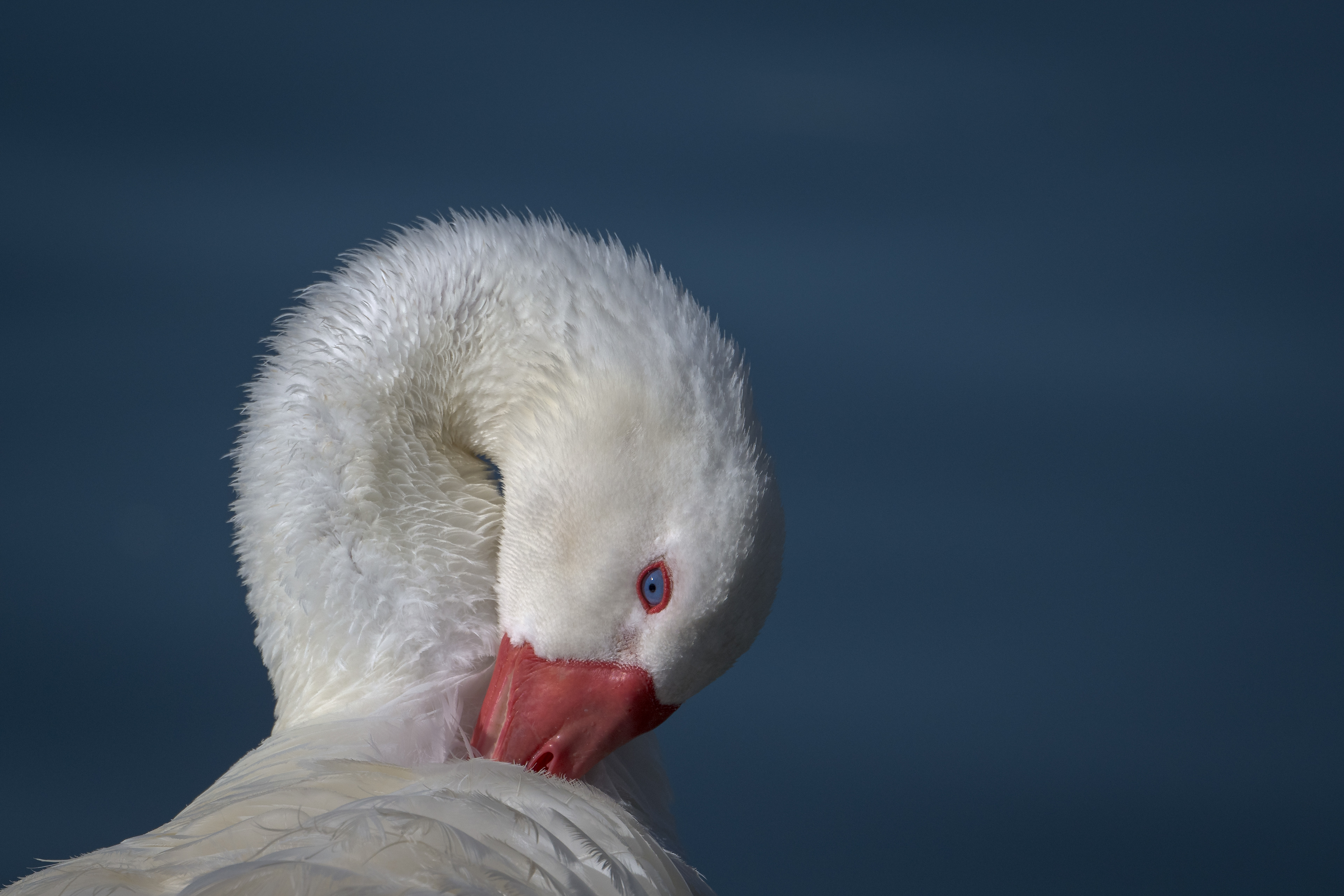 Geese