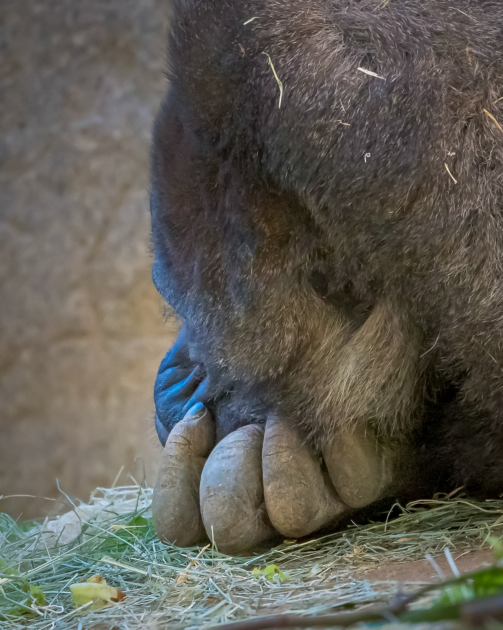 Silverback Fingers
