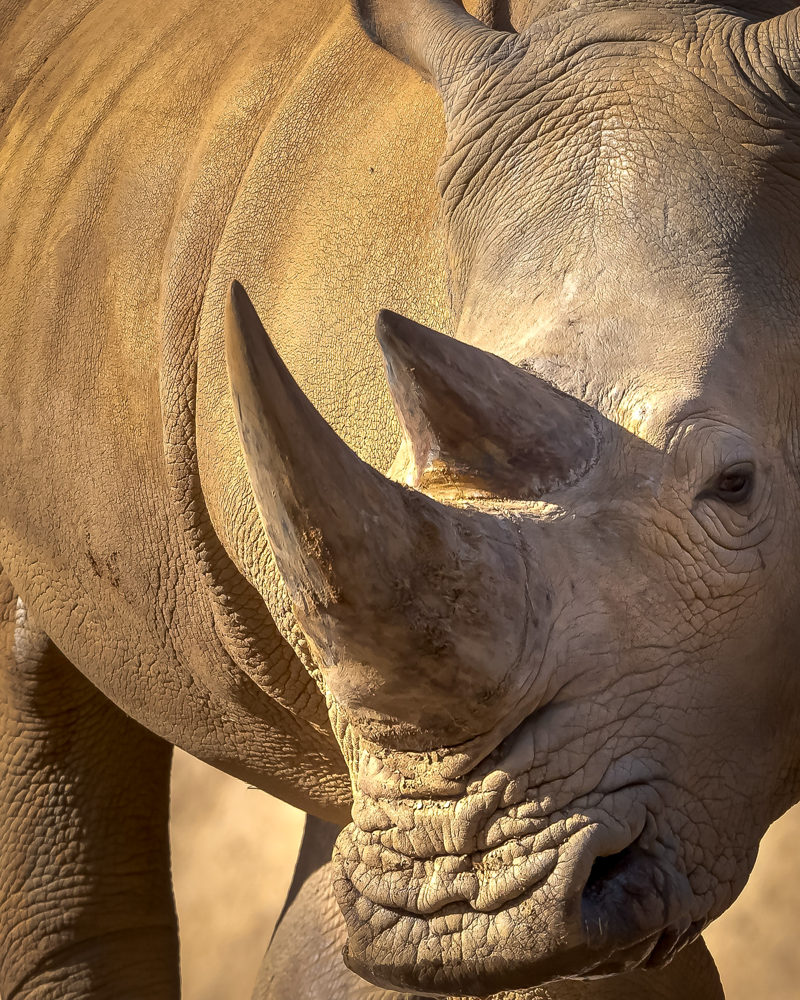 Rhino