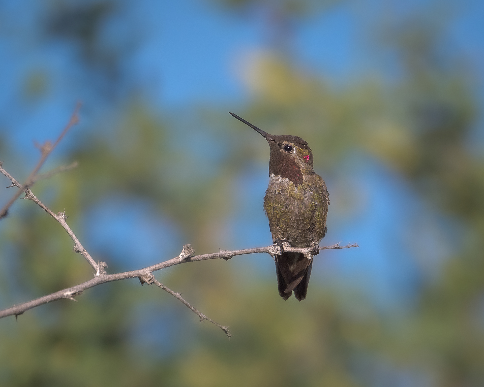 Hummer
