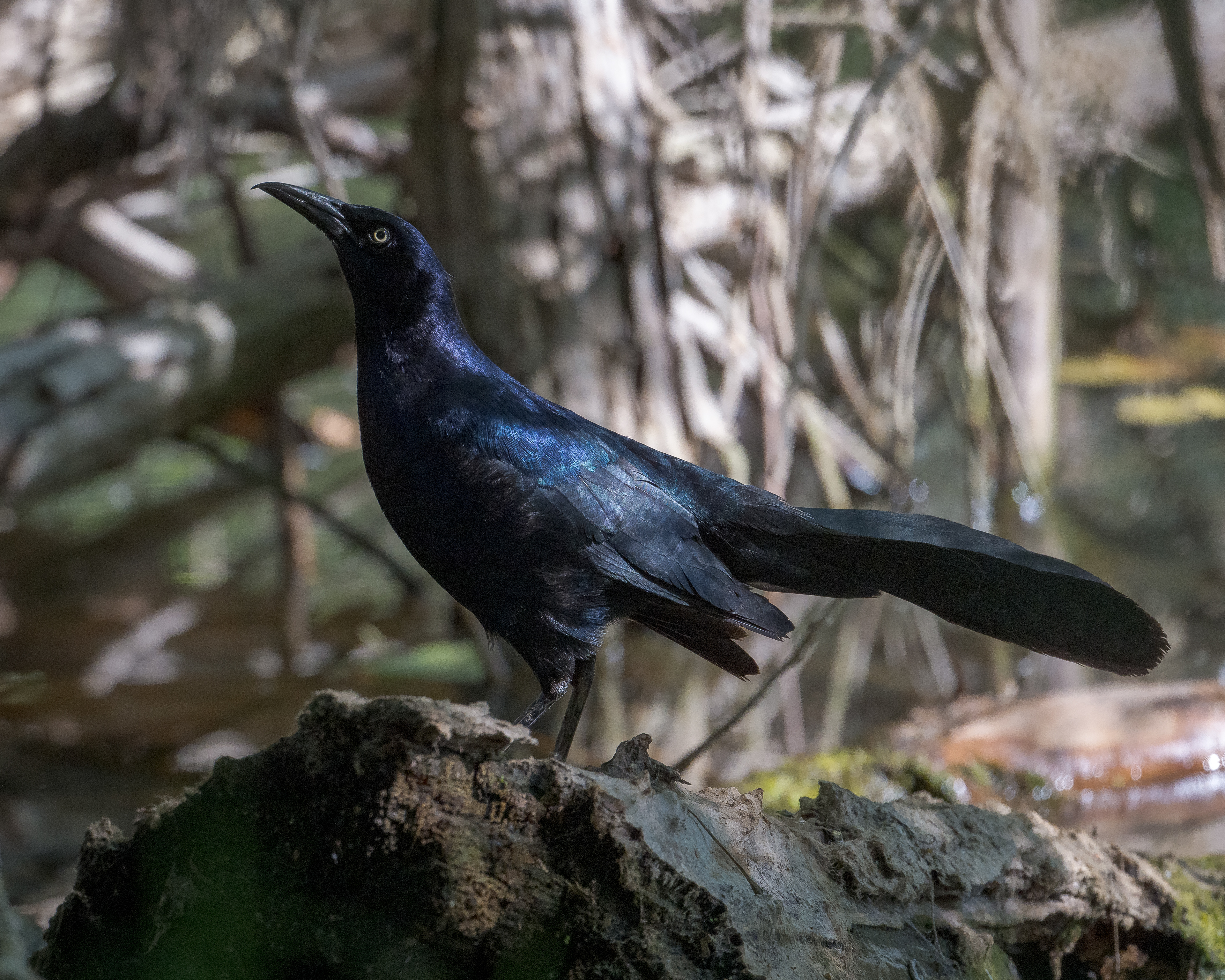 Wide Tailed Grackle