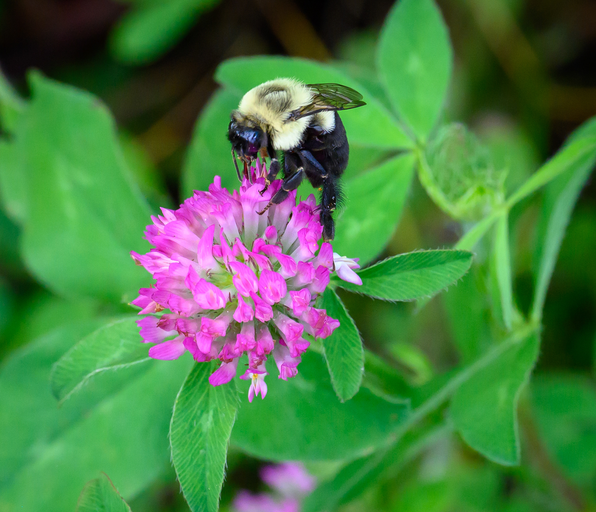 Bumble Bee