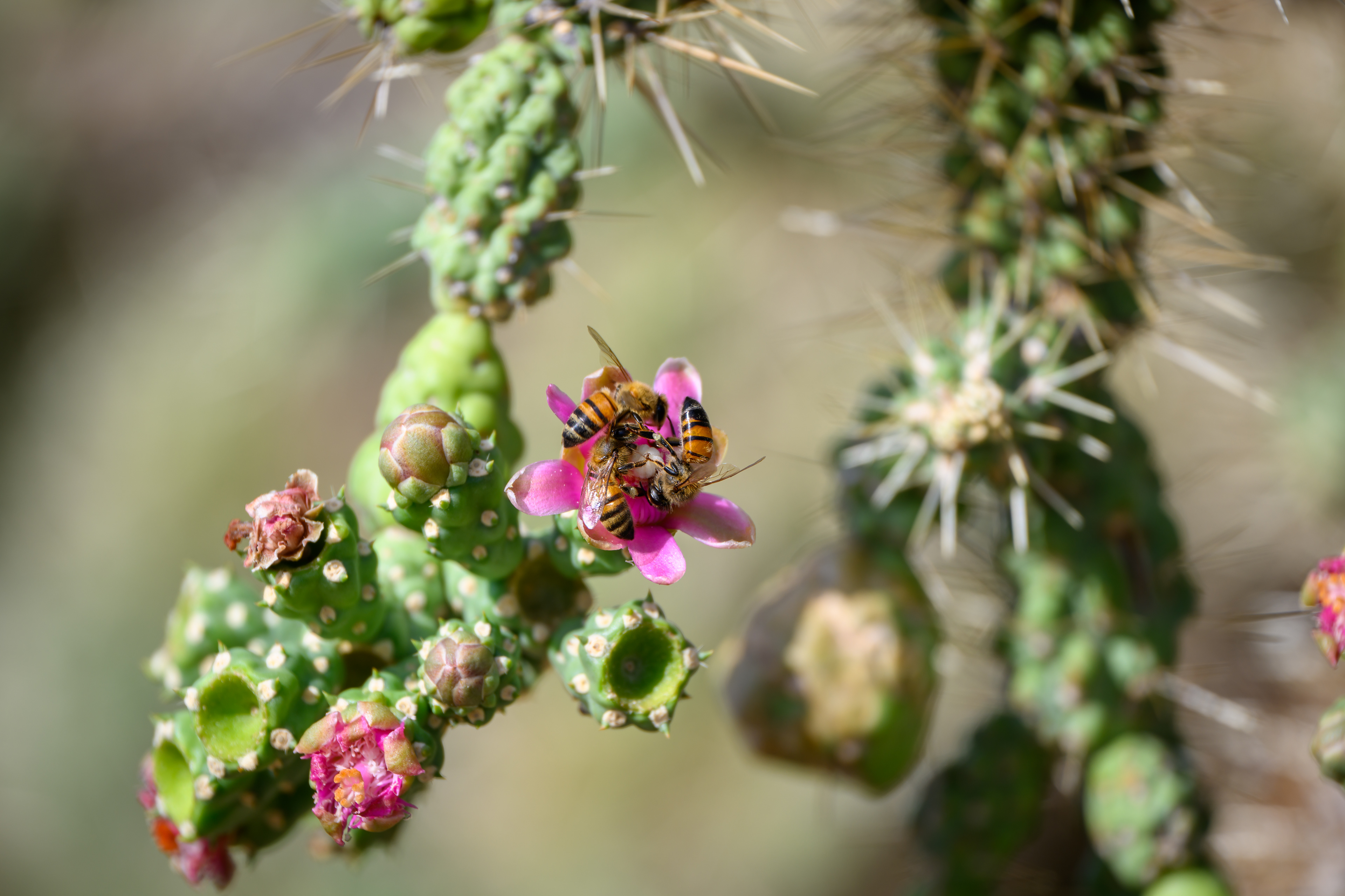 Honey Bee, AZ
