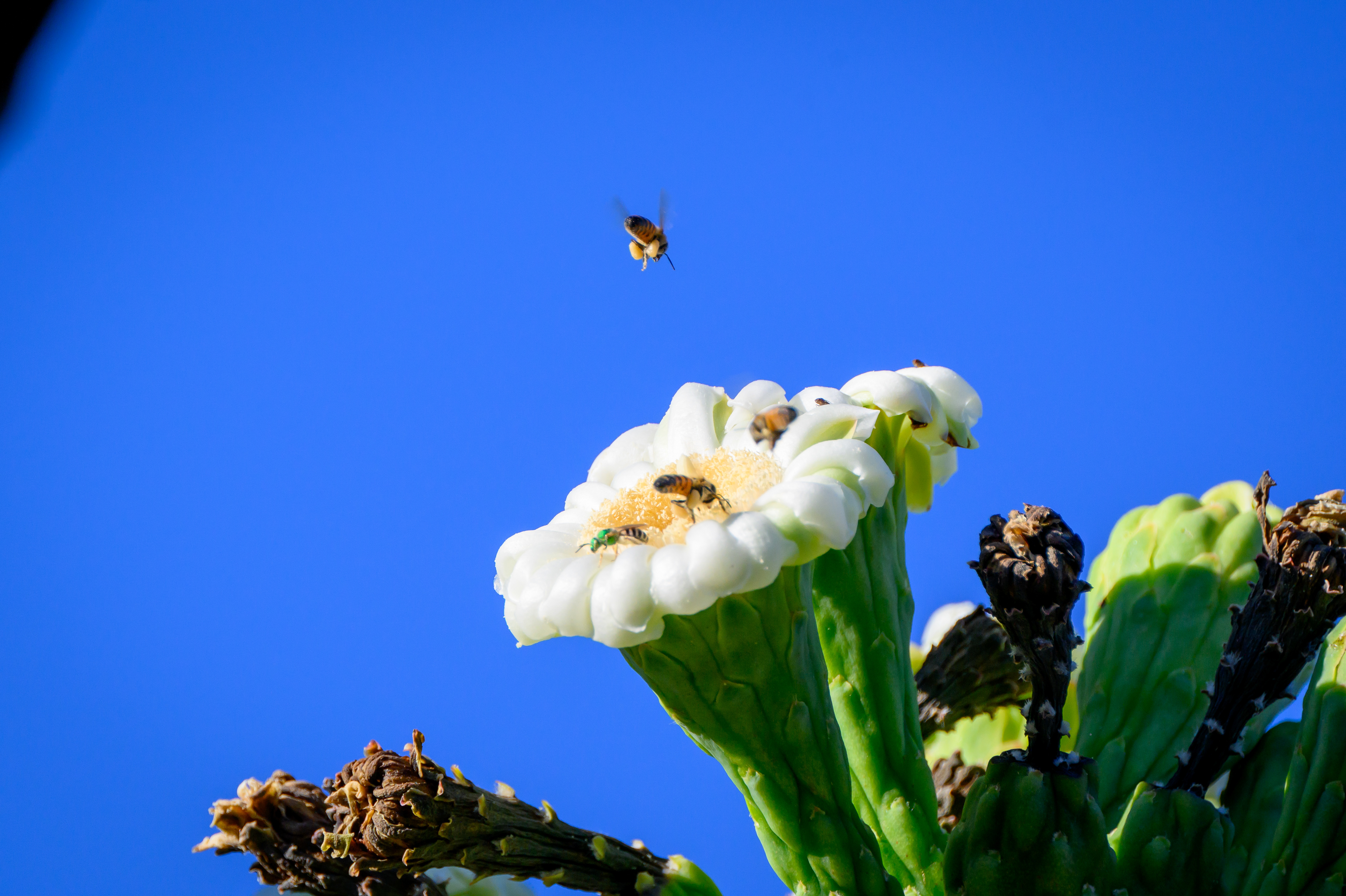 Honey Bee, AZ