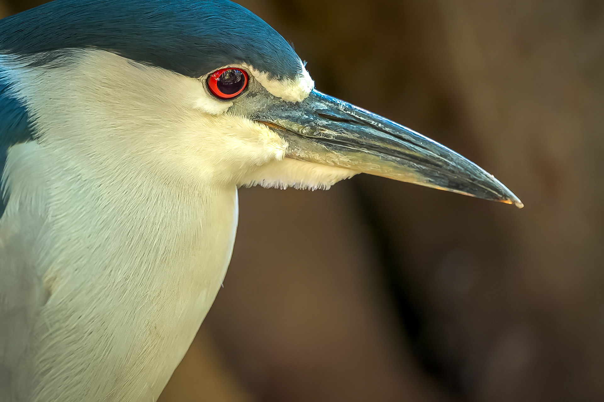 Black Capped Night Heron