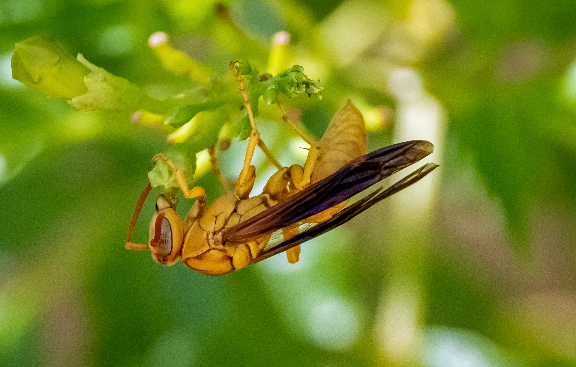 Paper Wasp, AZ
