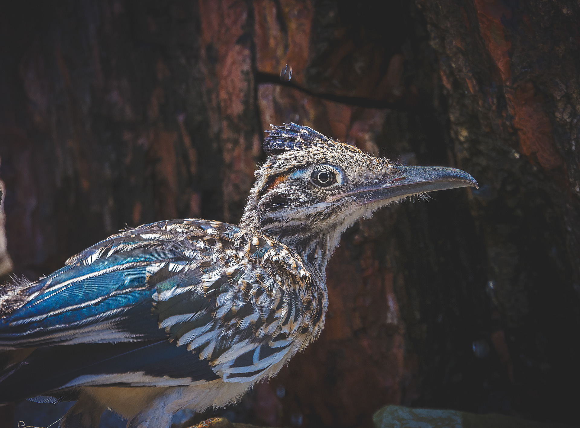 Roadrunner