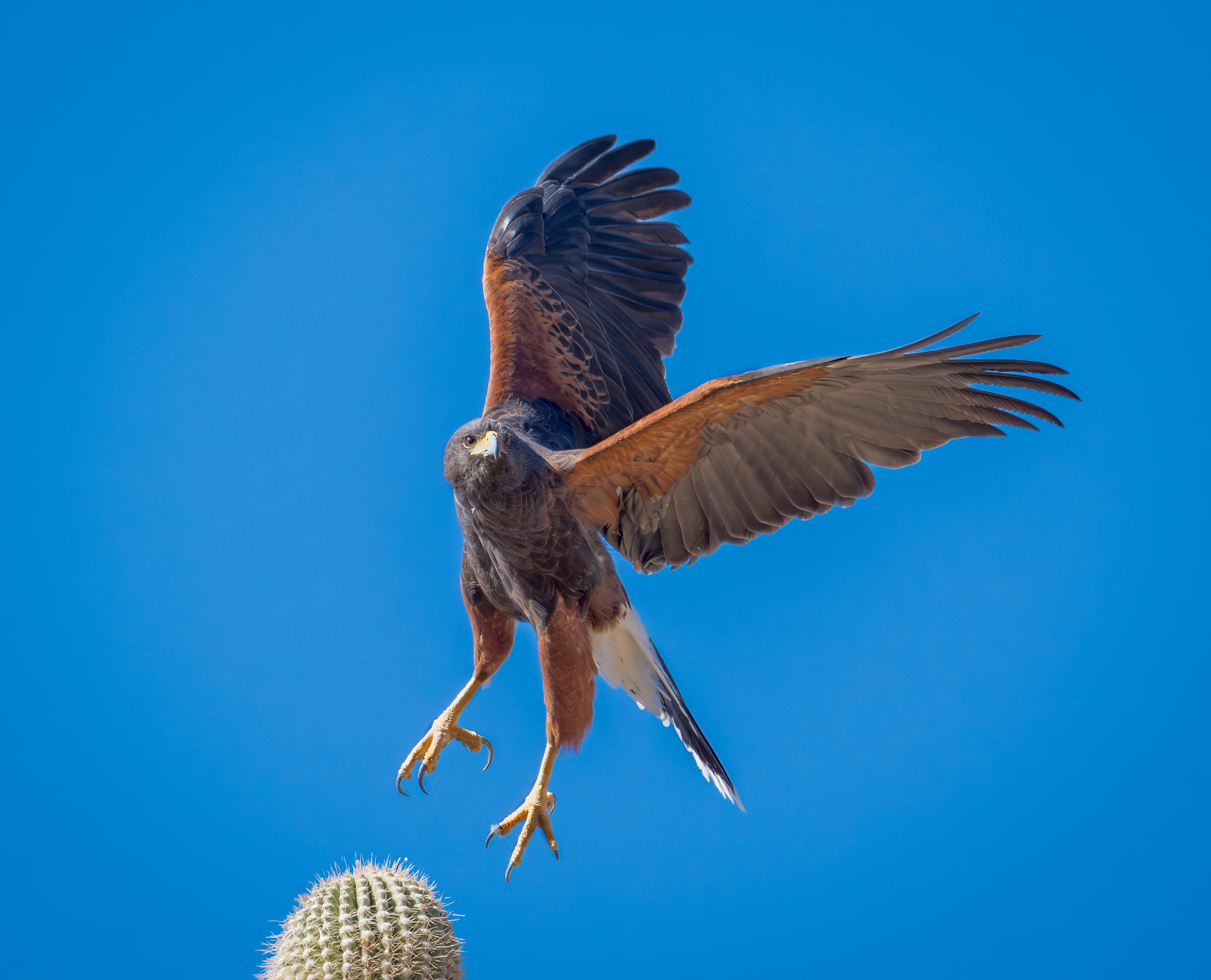 Harris Hawk
