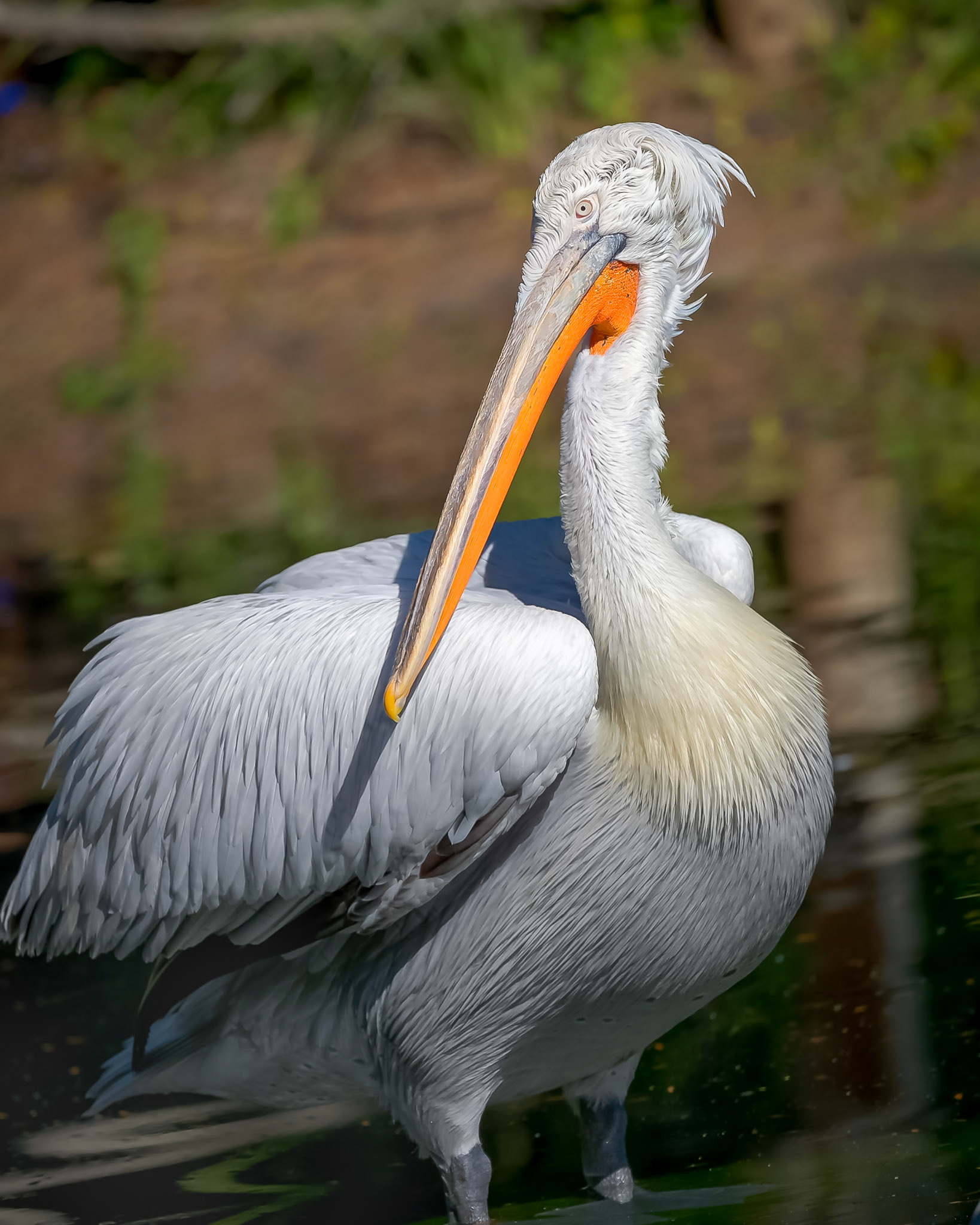 Plantation Pelican