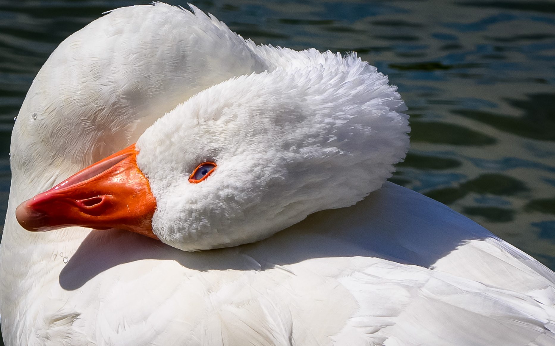 Geese