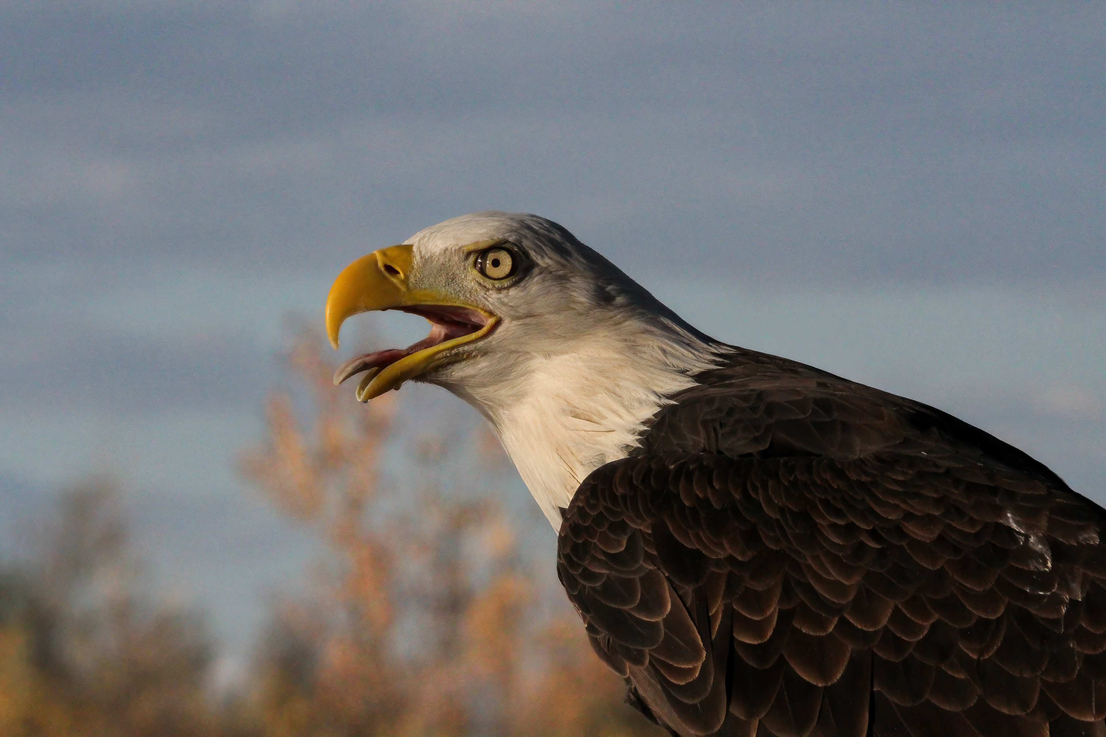 Bald Eagle